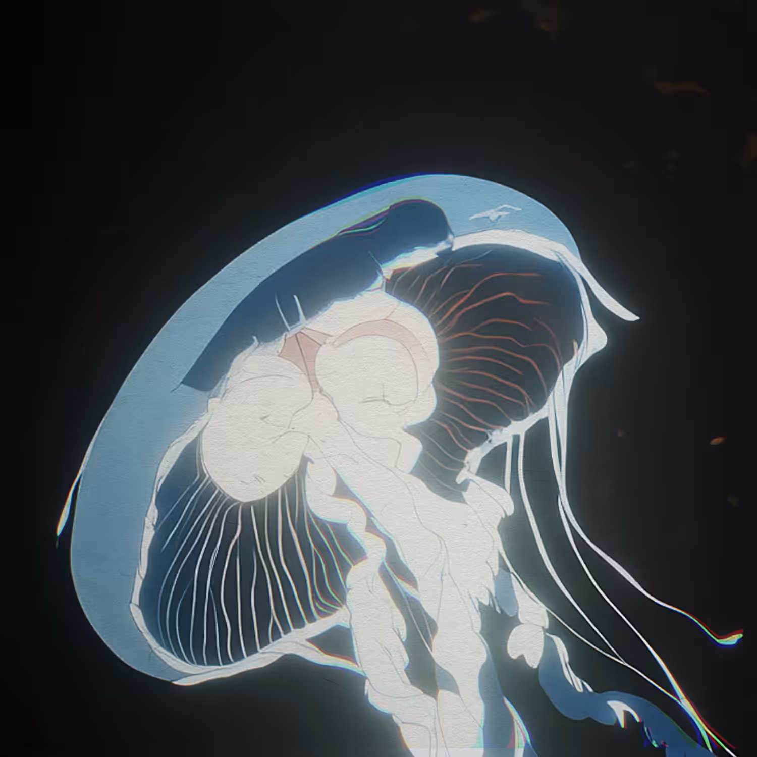 Jellyfish