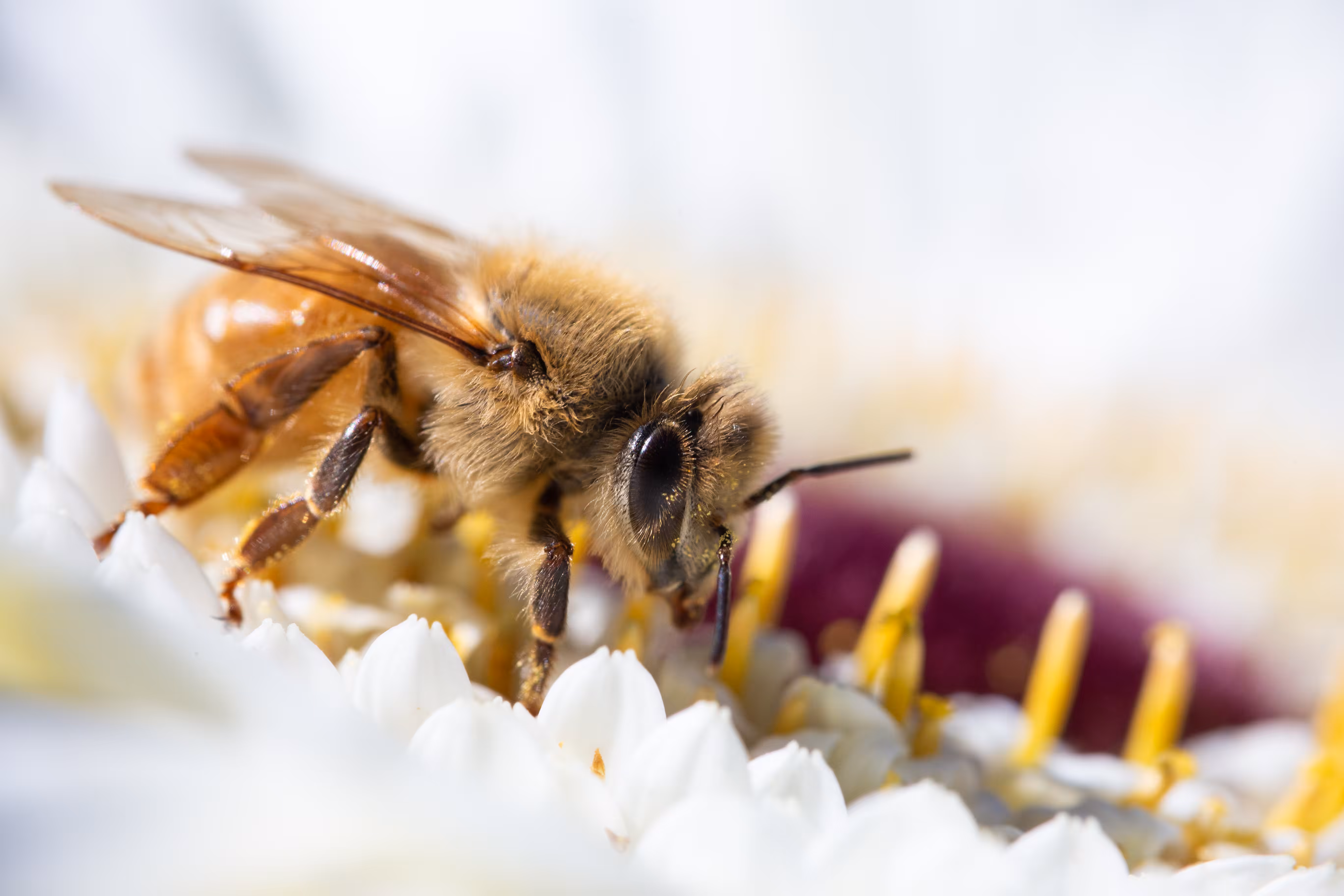 Honey Bee