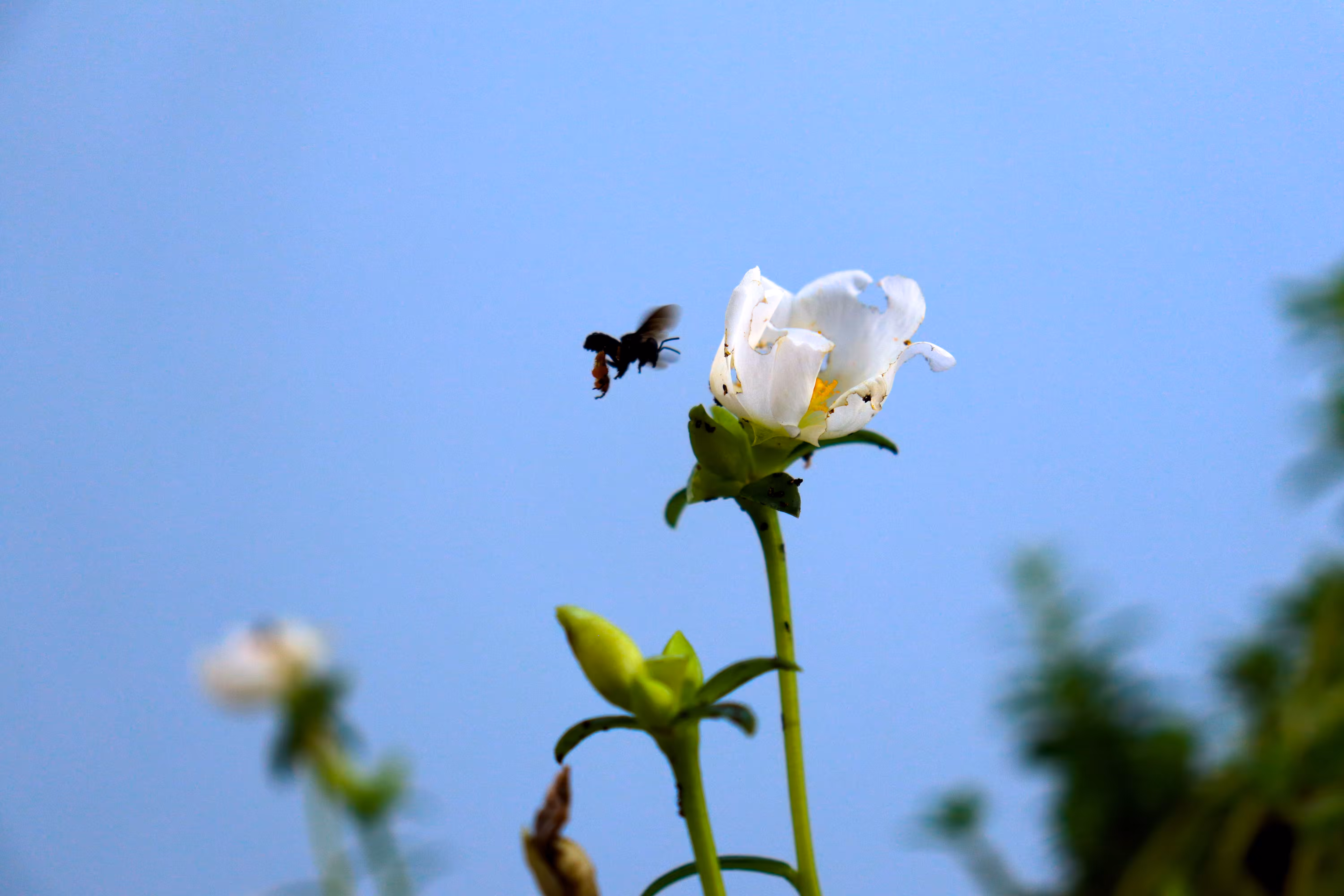 A Bee