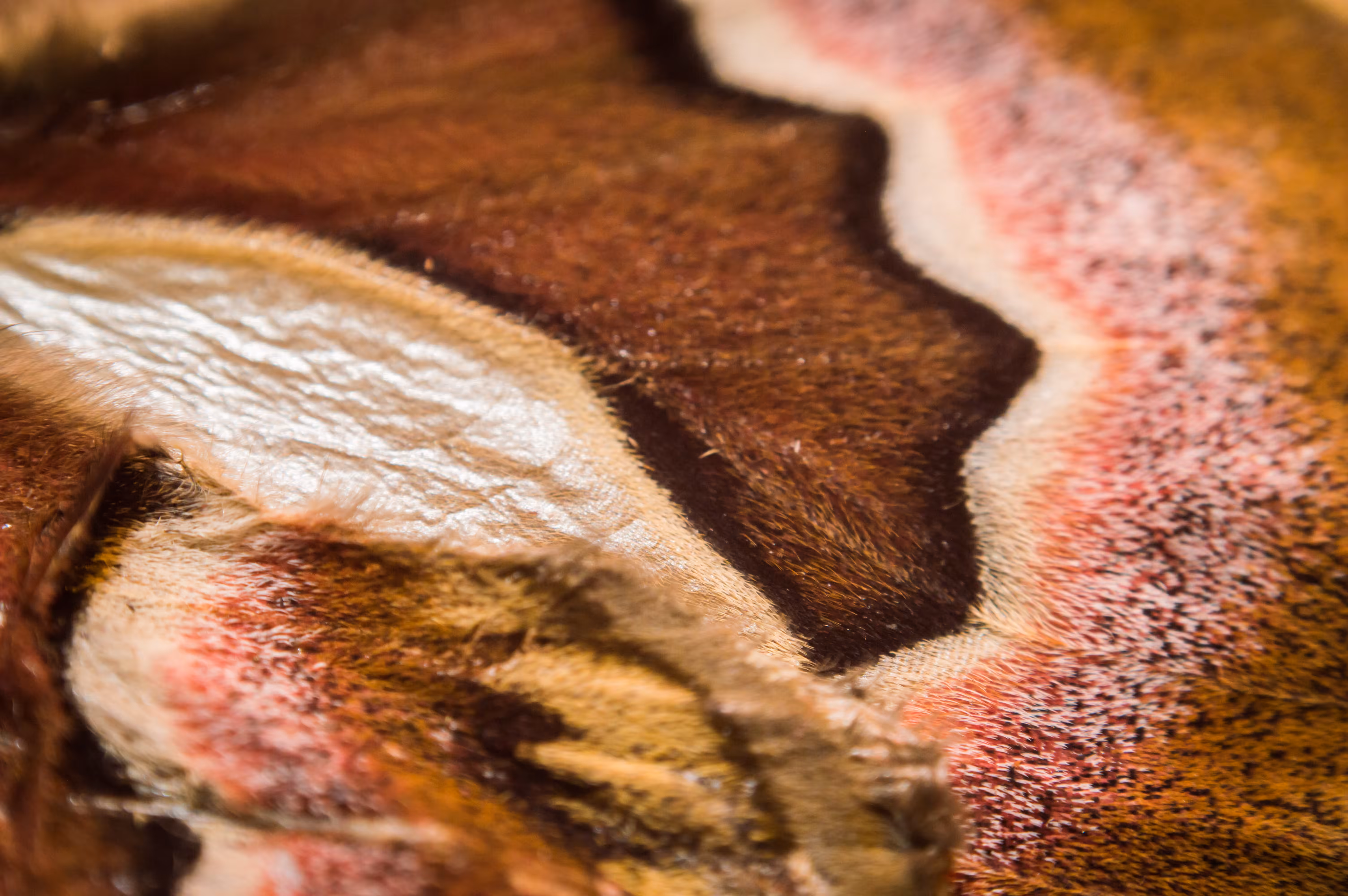 Abstract nature 5
