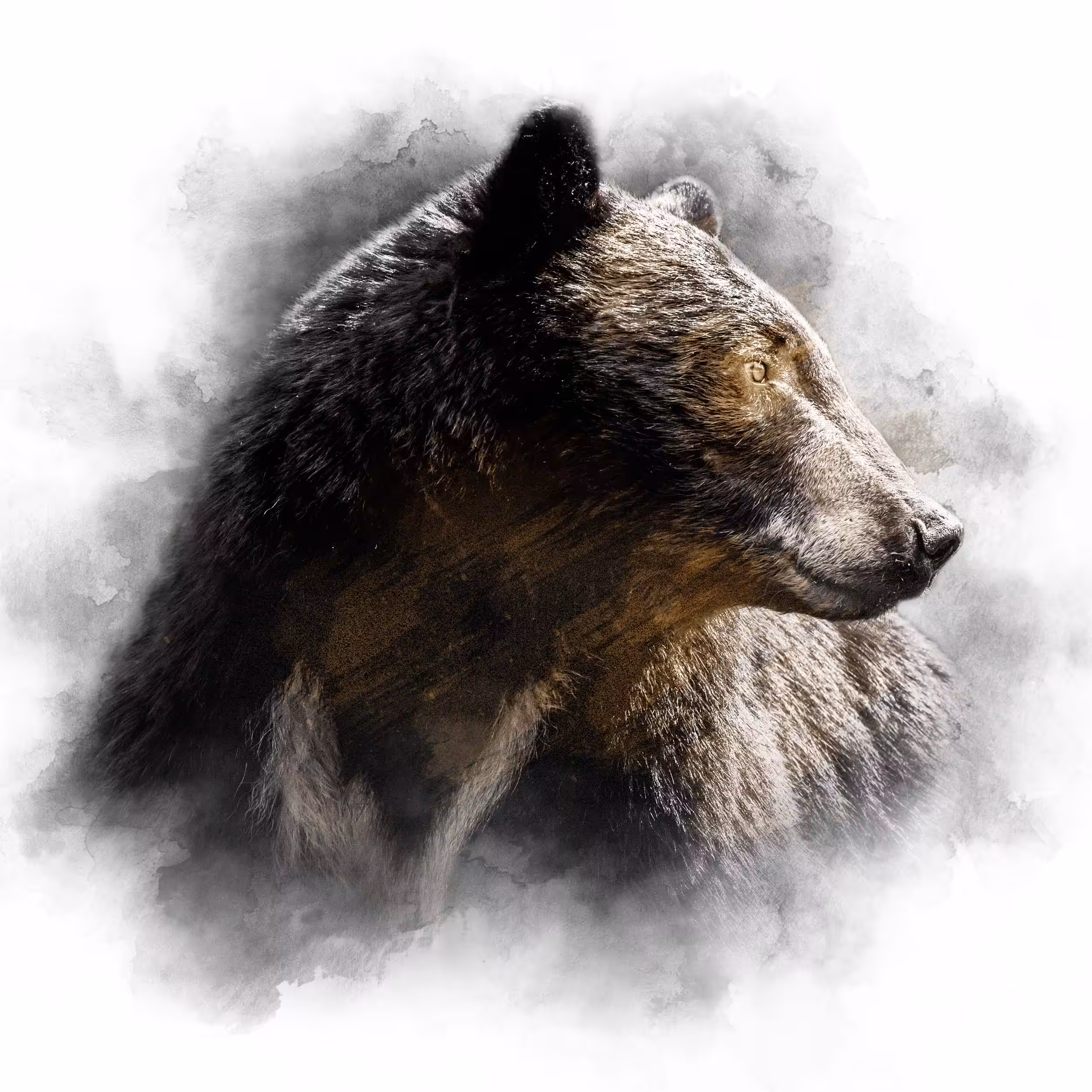 CREME SERIES - BLACK BEAR