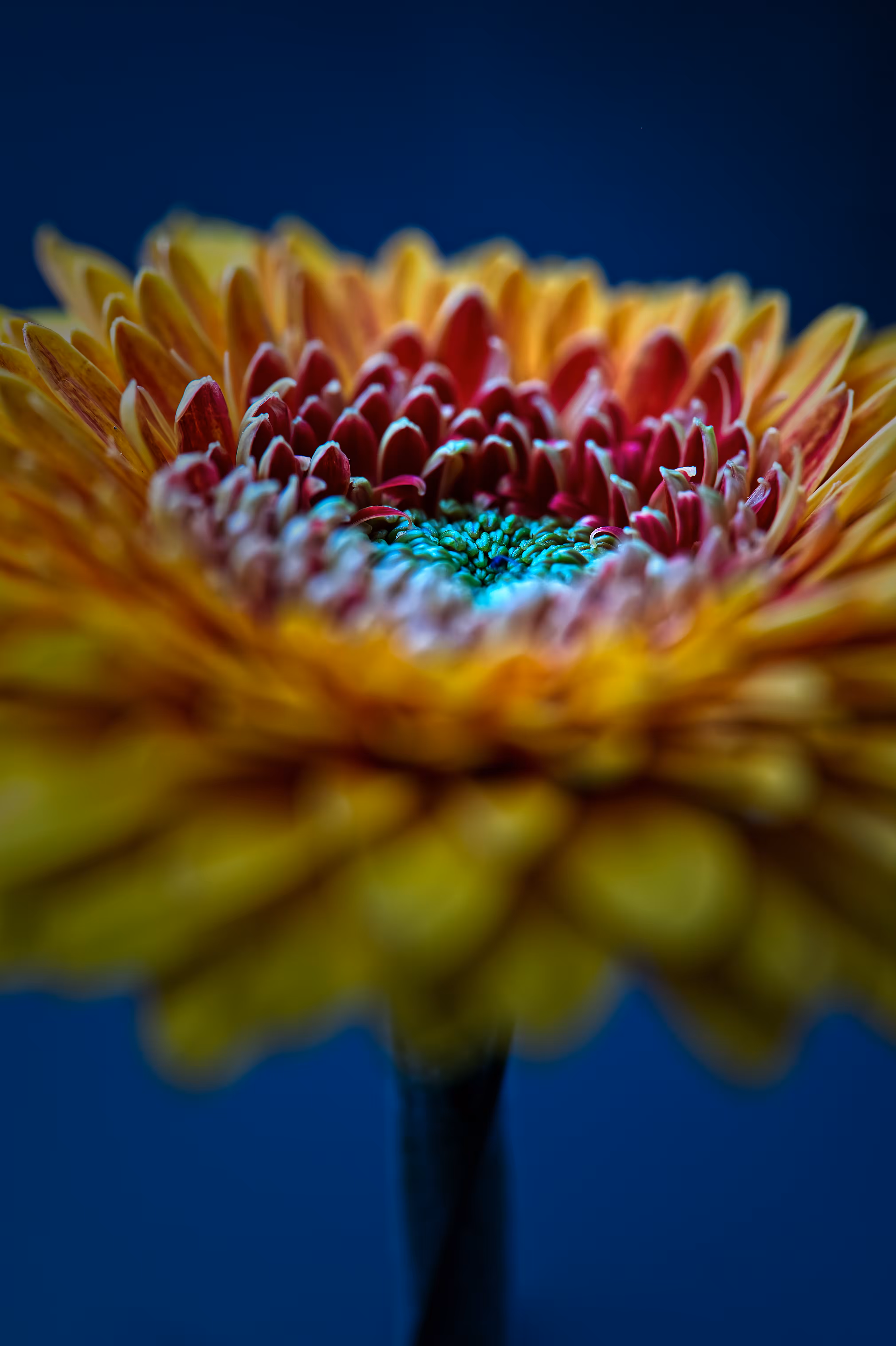 flowers for ukraine