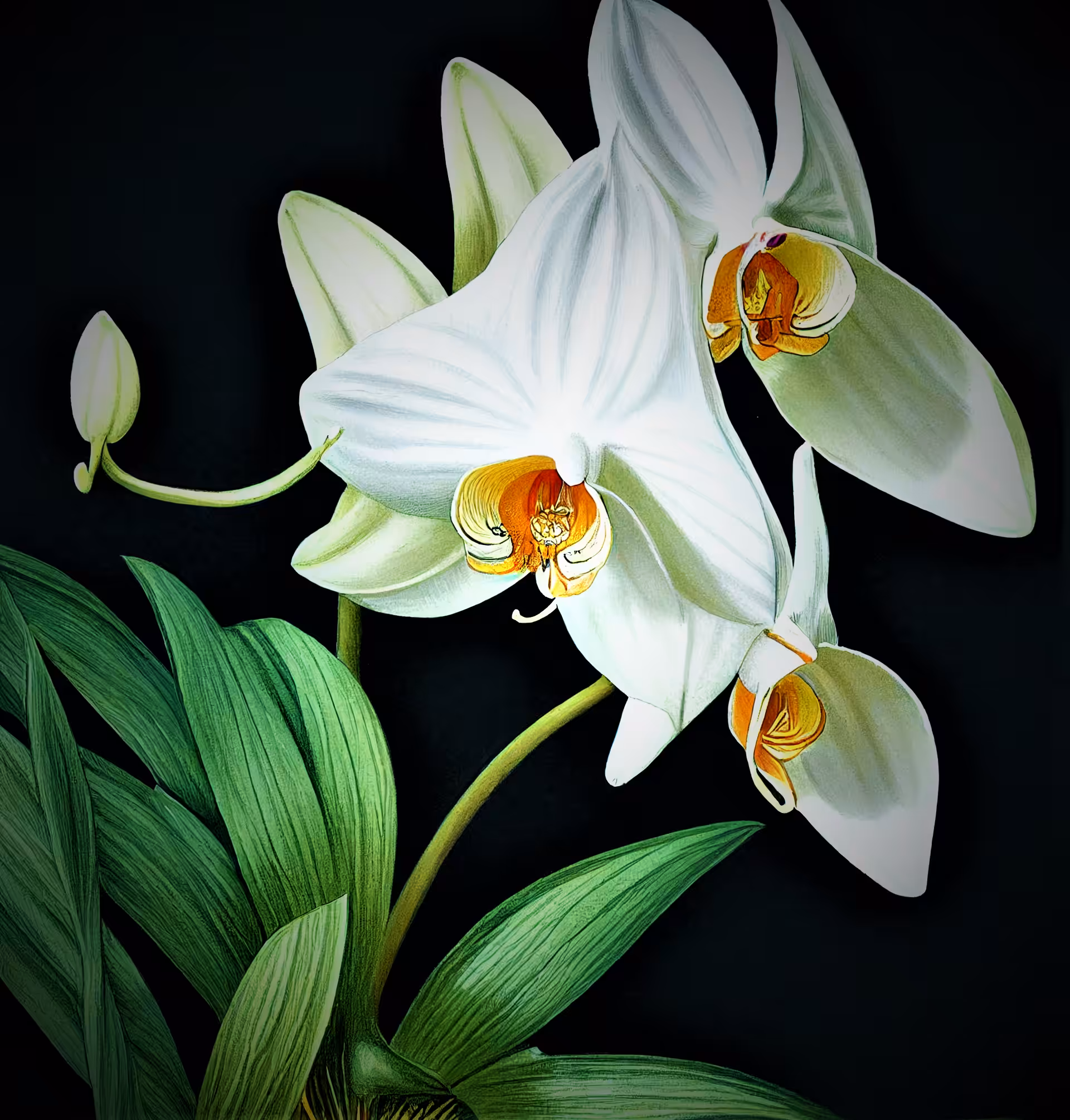 Orchid
