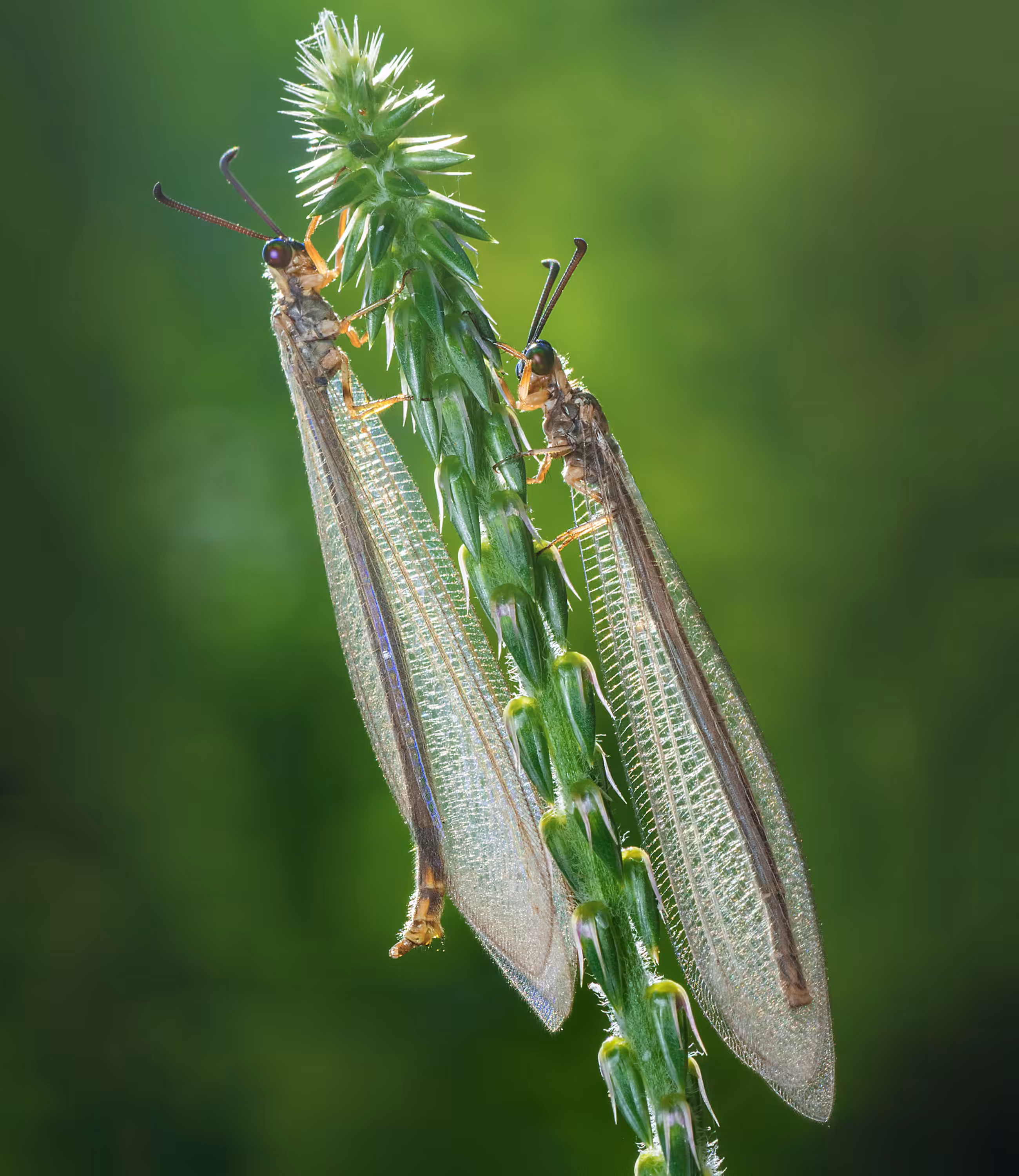 Antlion 