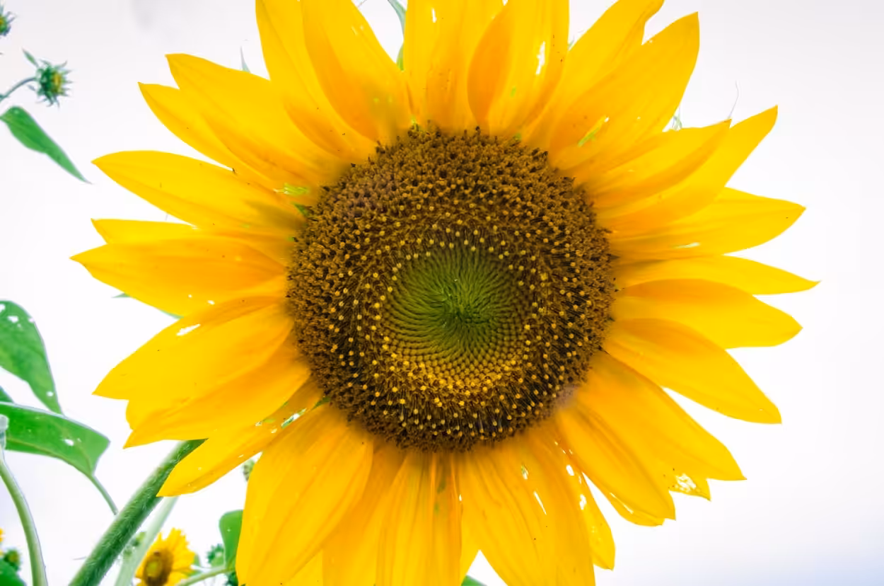 Bright Sunny Day