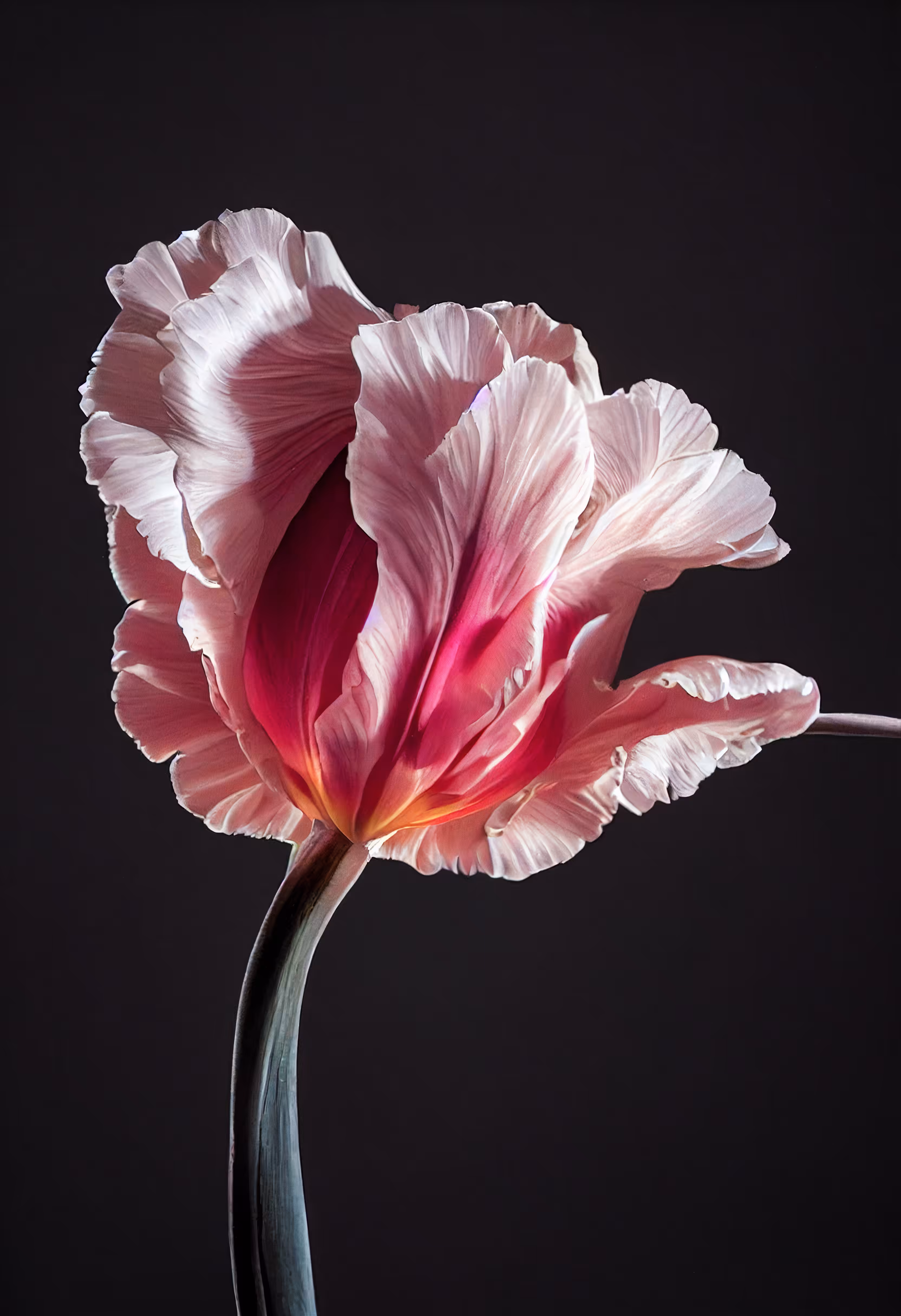 A Flower, Just For You. #225