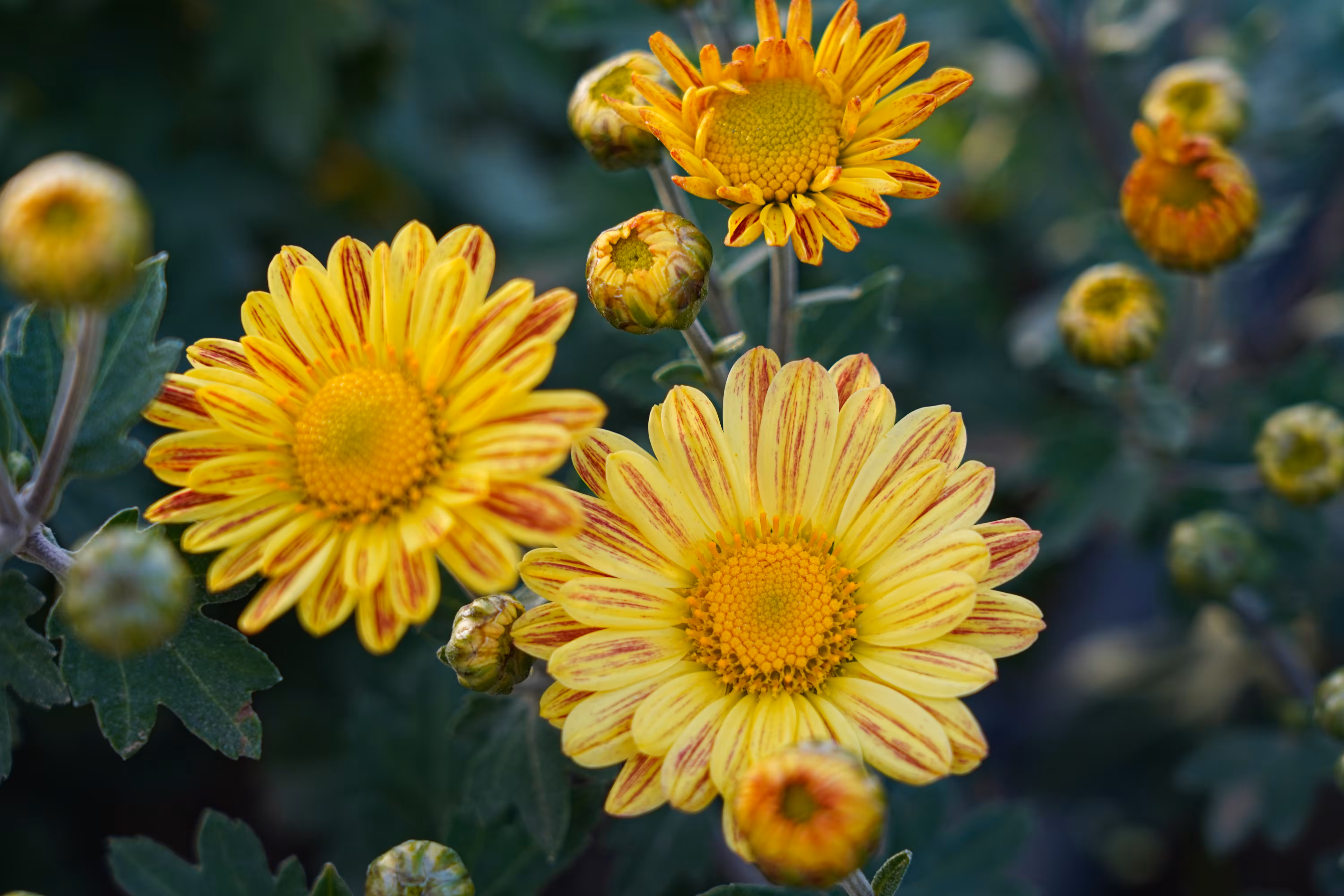 flowers: Yellow Dawn of Life