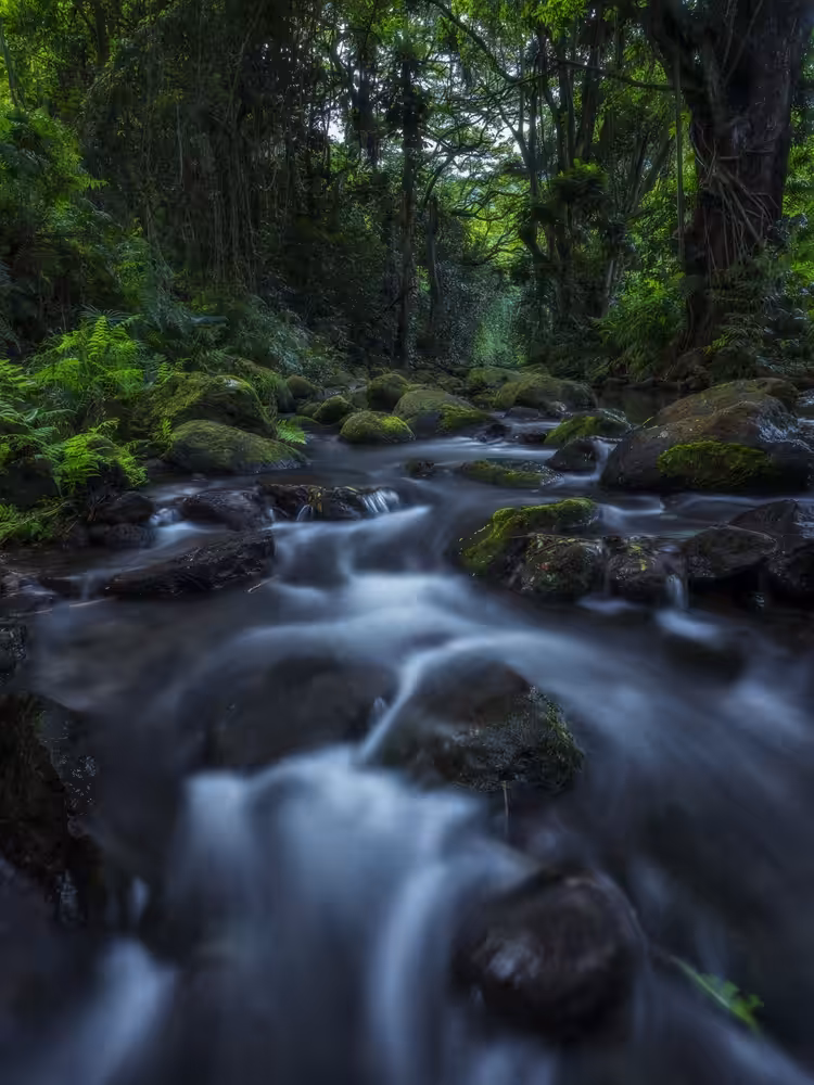 Forest Stream