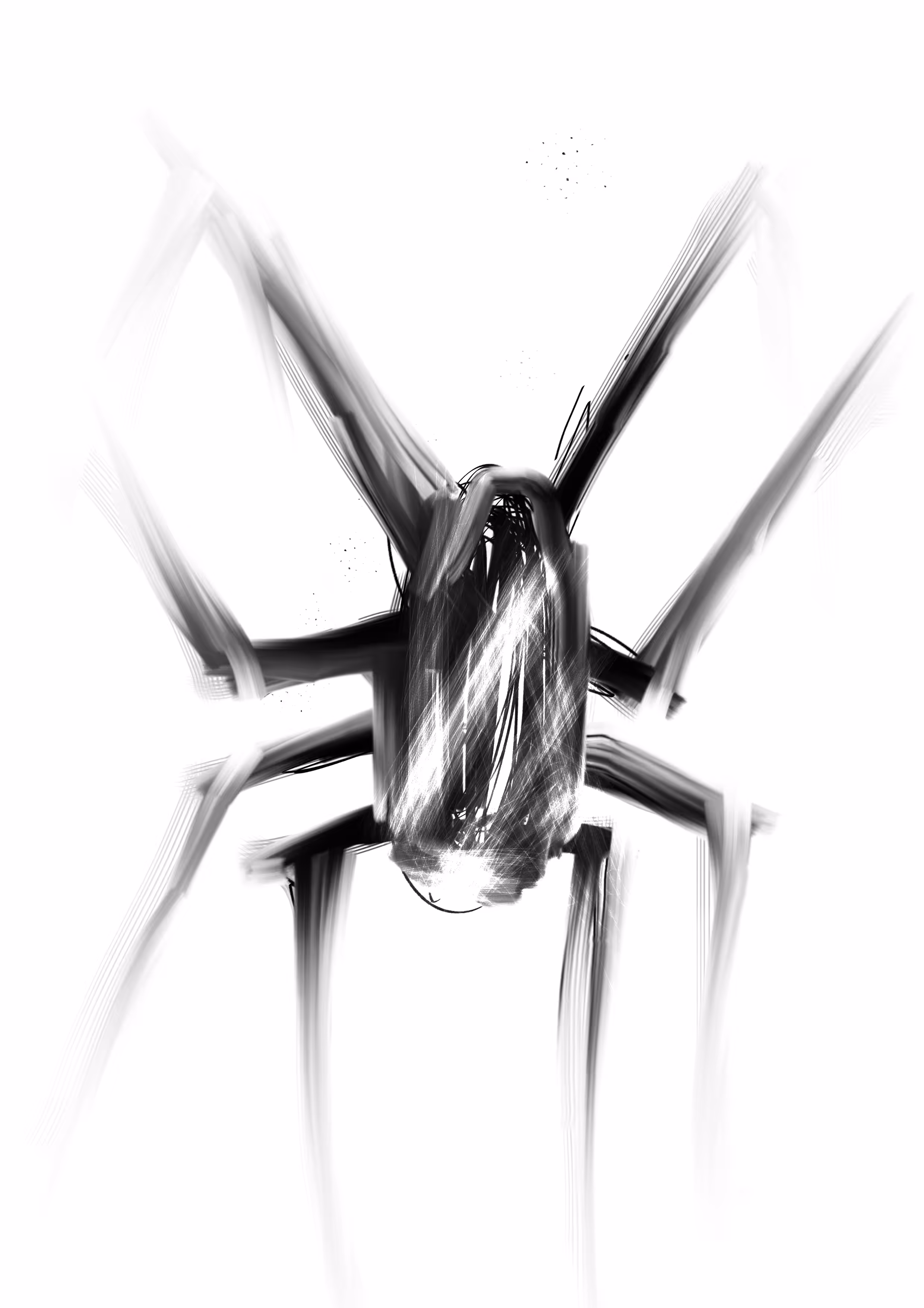spider study 