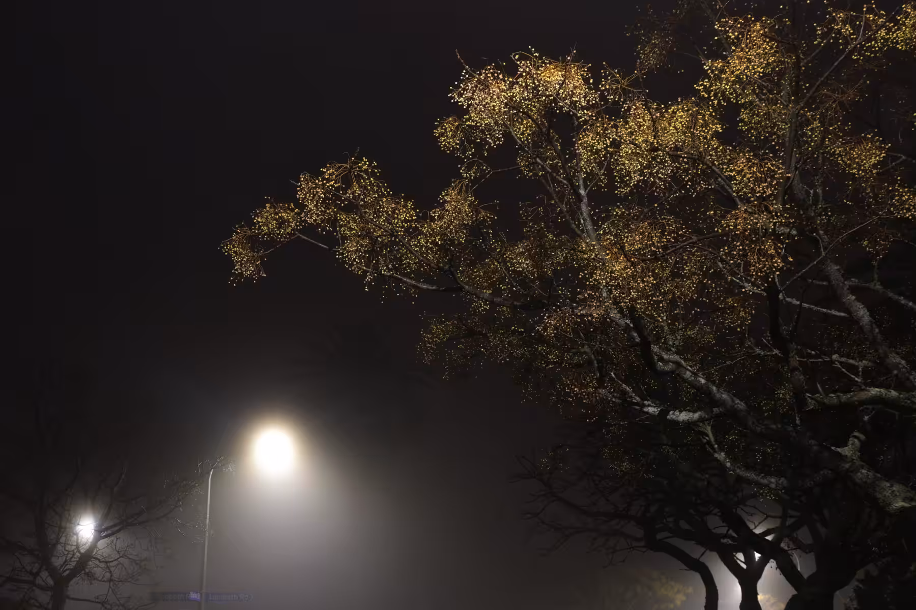 a fickle light #5