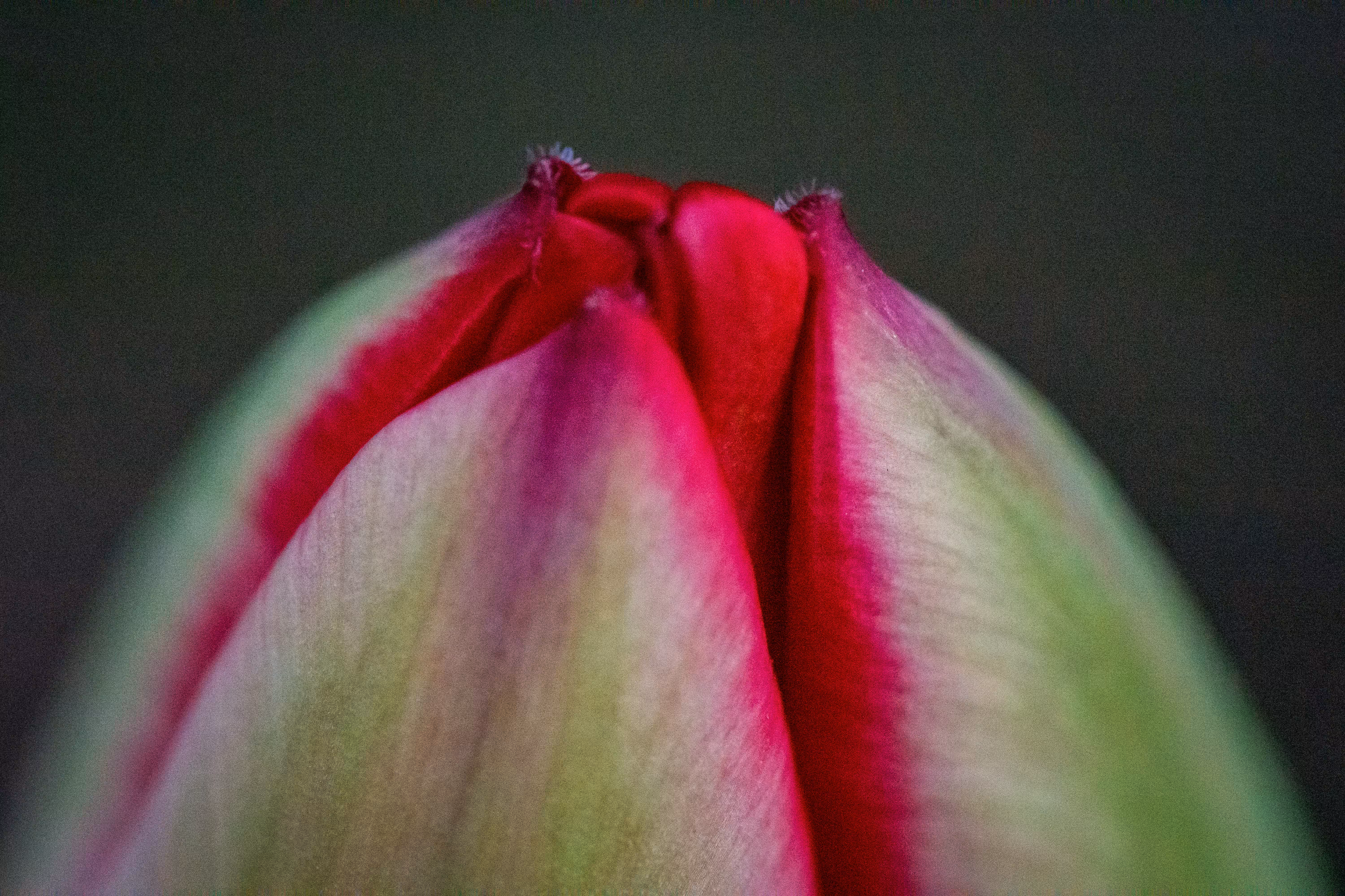 My Tulip Scares All the Bears from the Yard