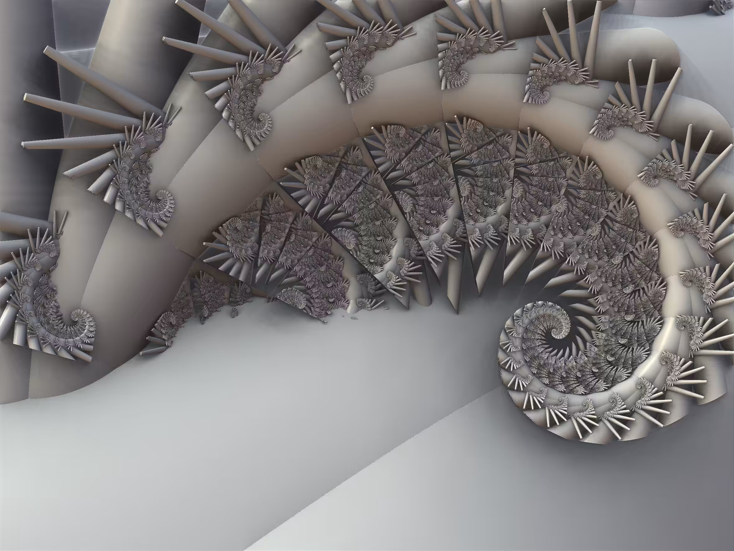 nautilus shell