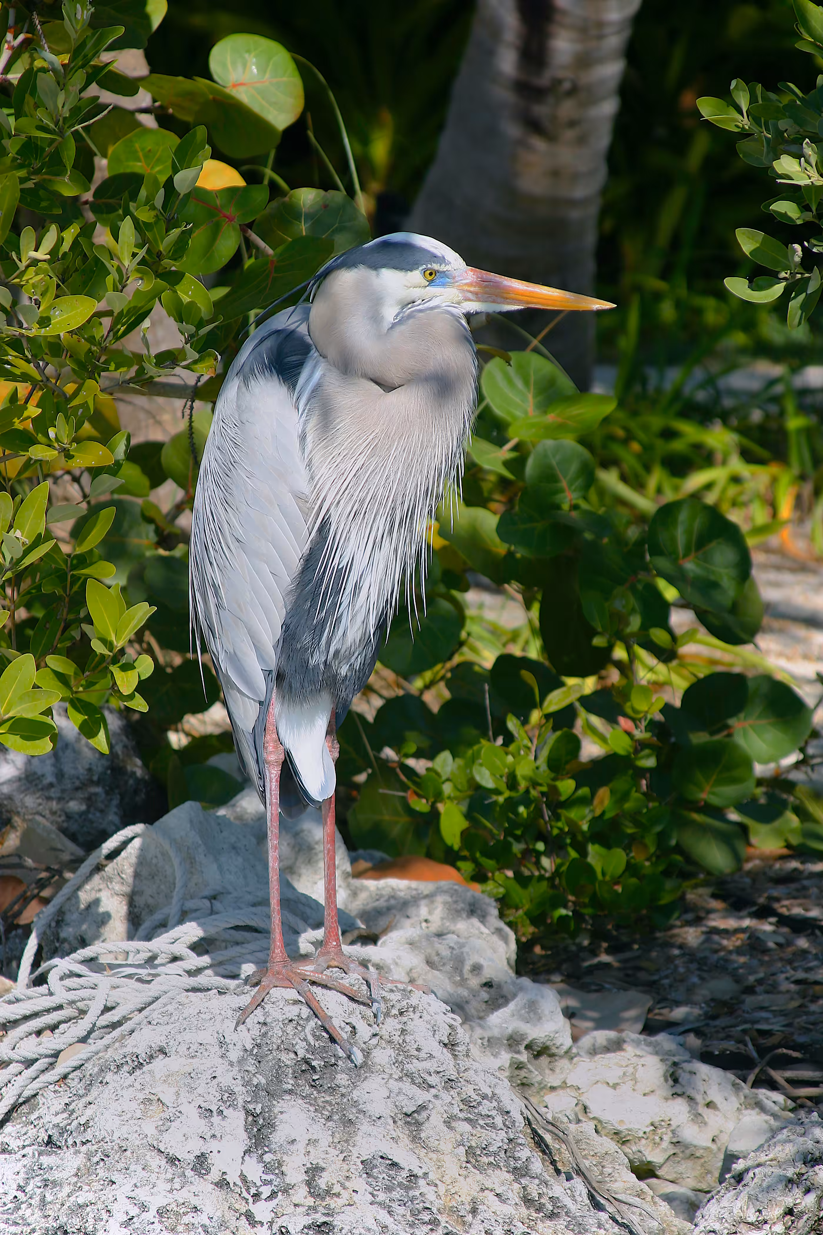 Great Blue Heron
