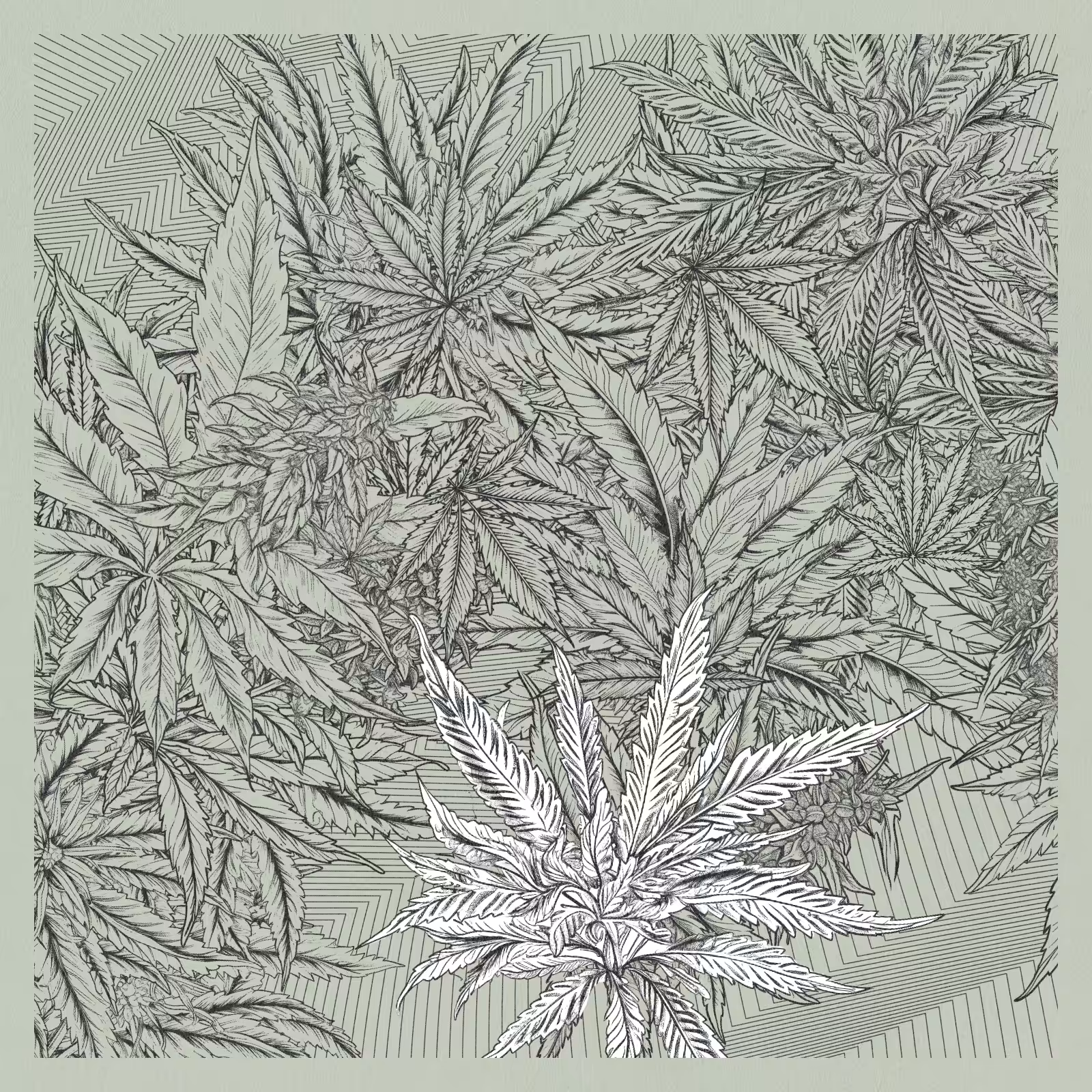 zancannabis #139
