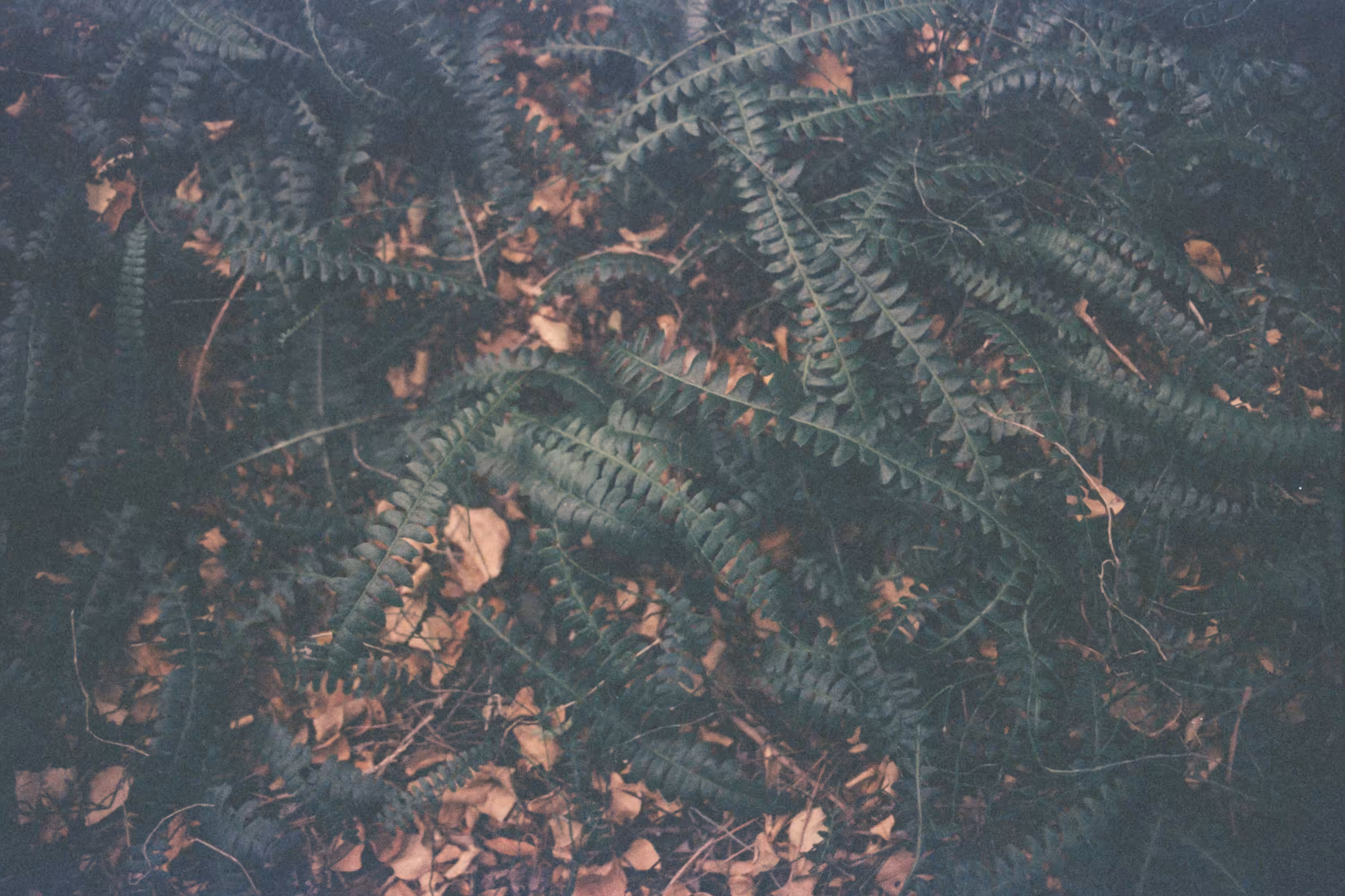 Suelo de bosque