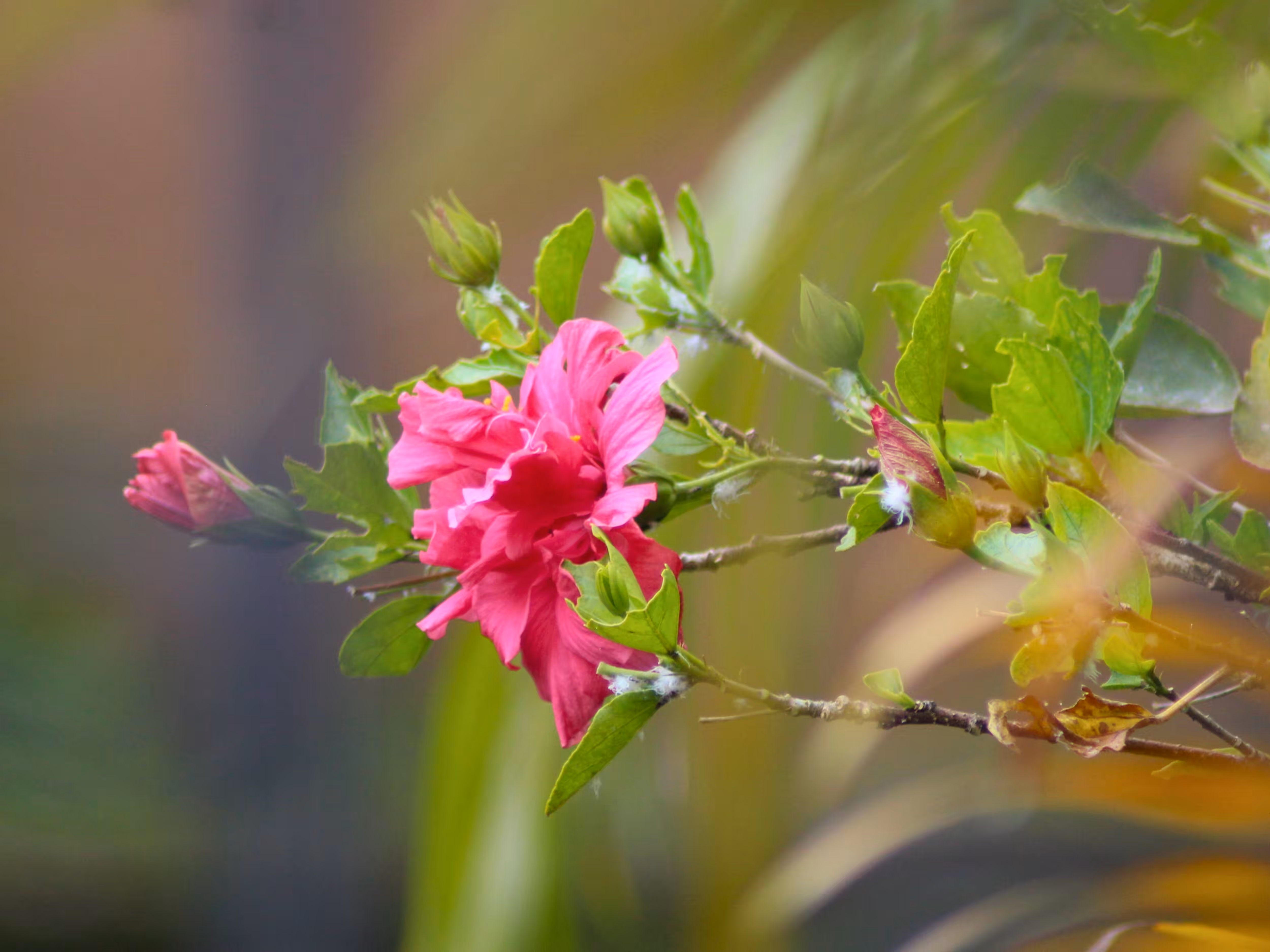 "Double Pink Hibiscus"