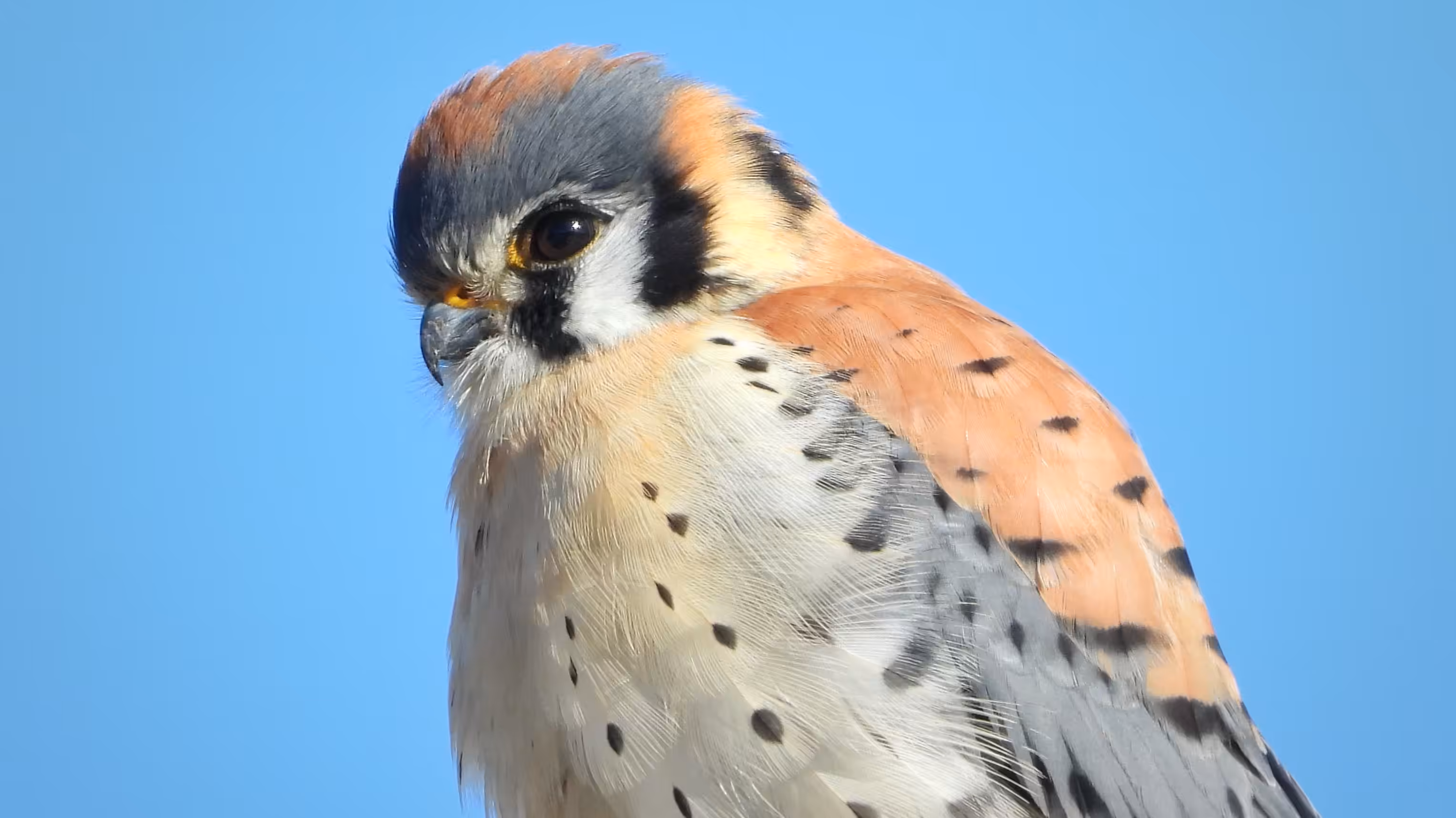 American Kestrel - PB Cinematics