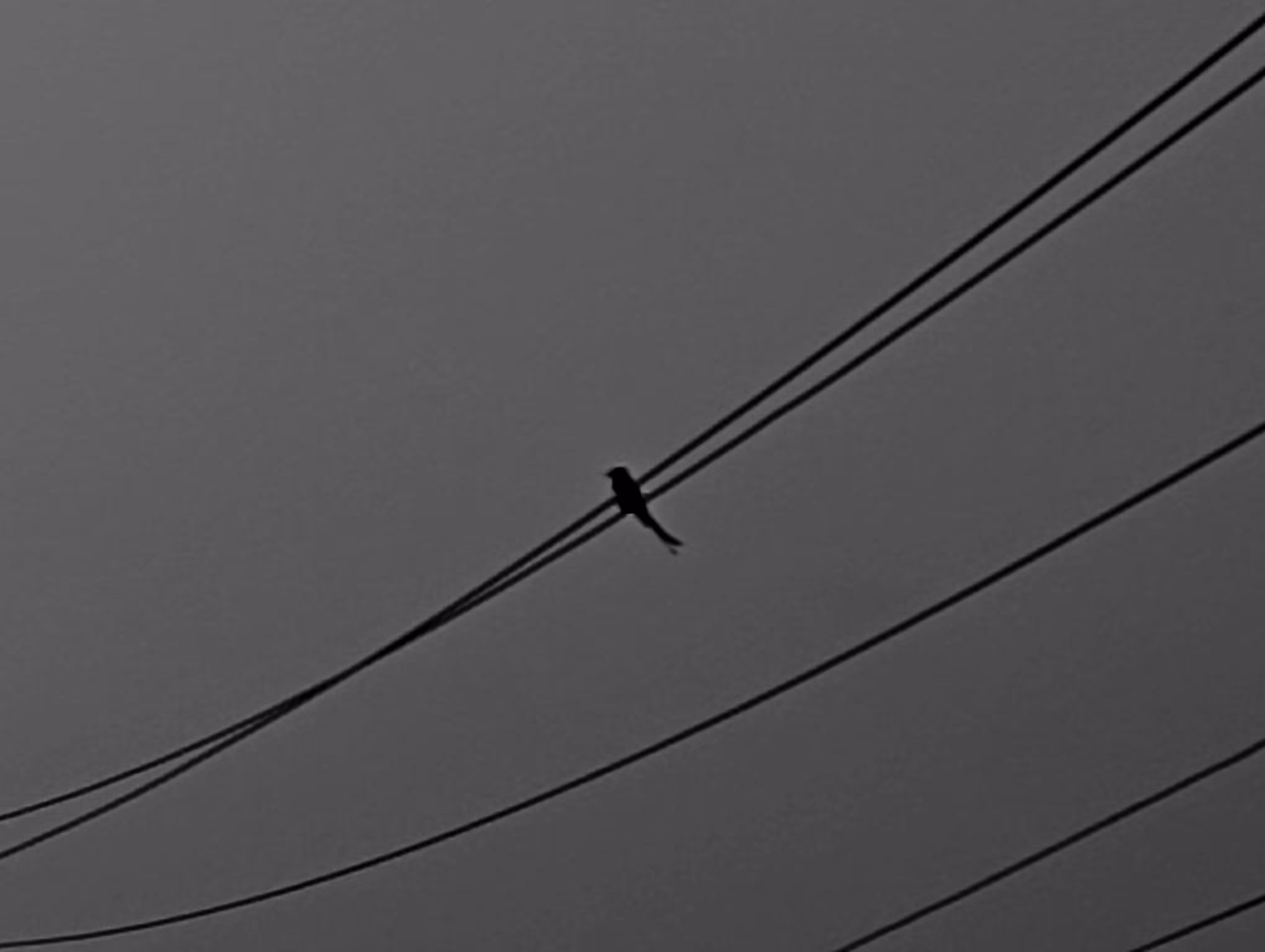 The Liner