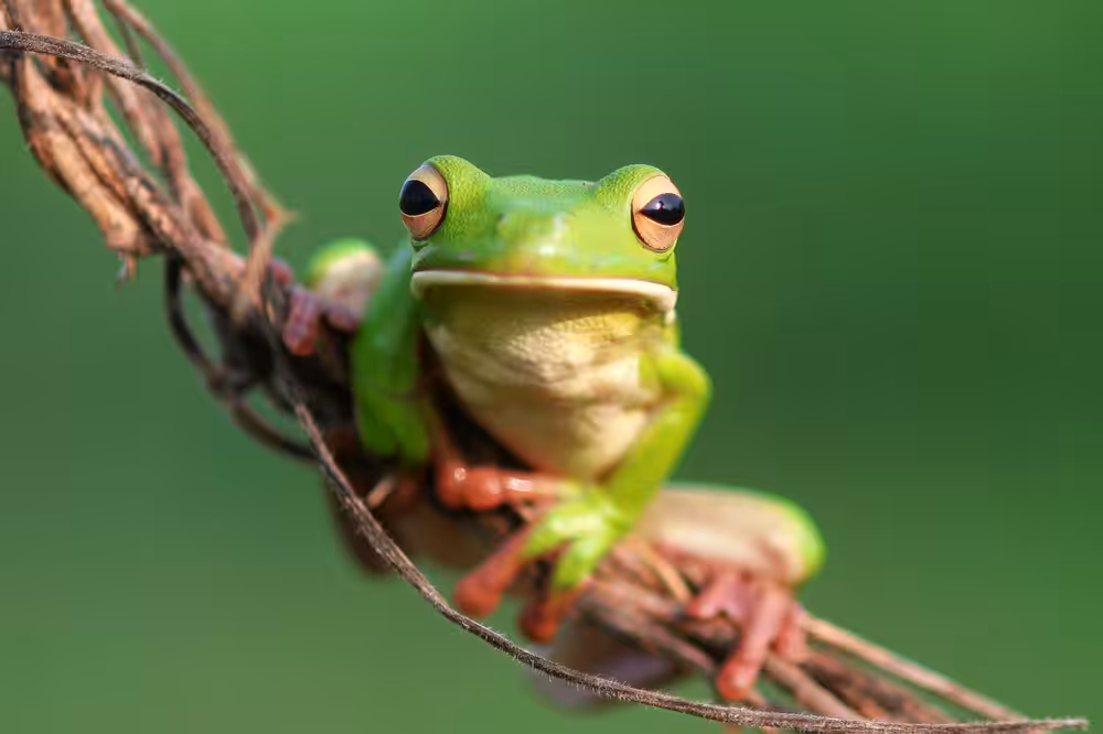 tree frogs, dumpy frogs on tree branches