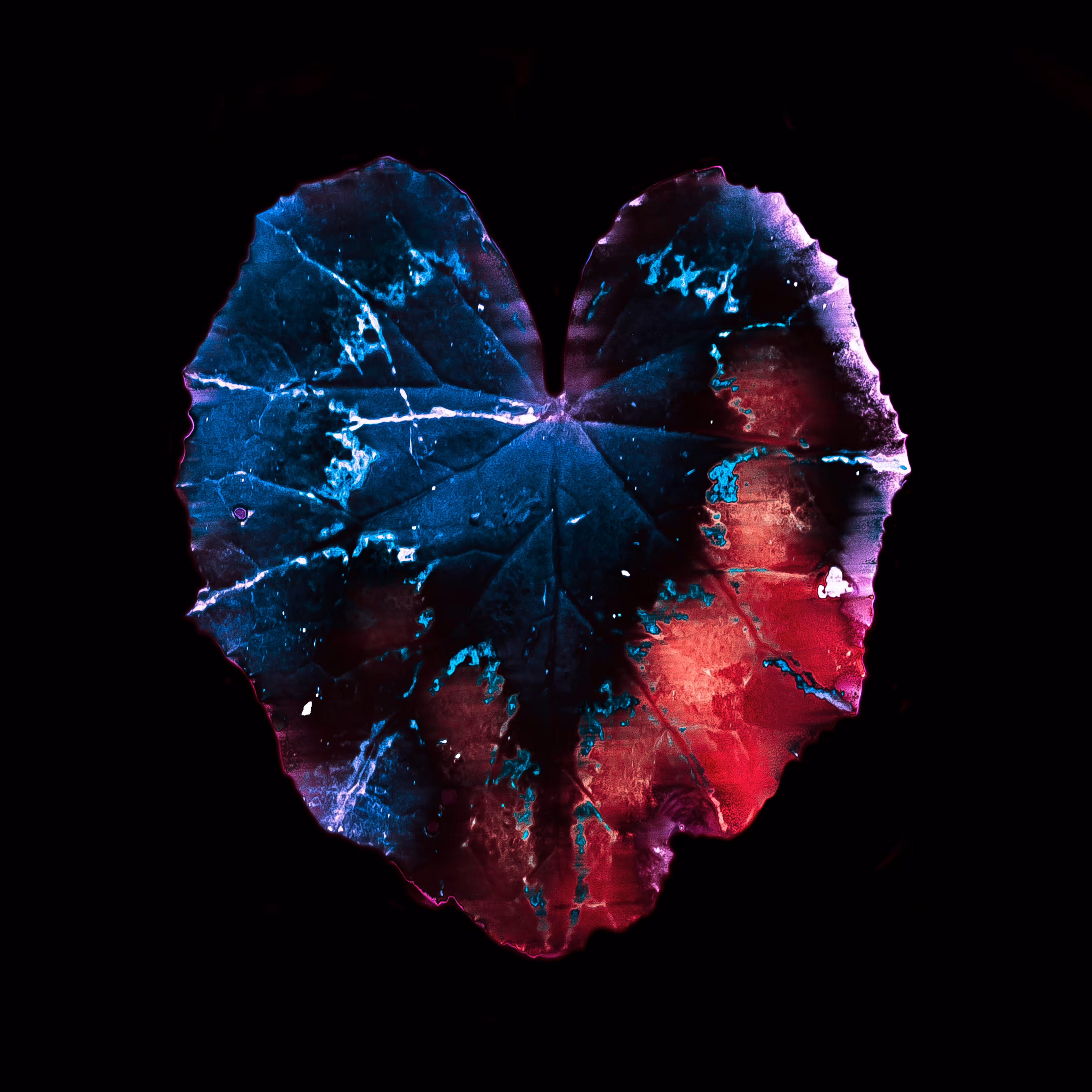 Heart 2.3