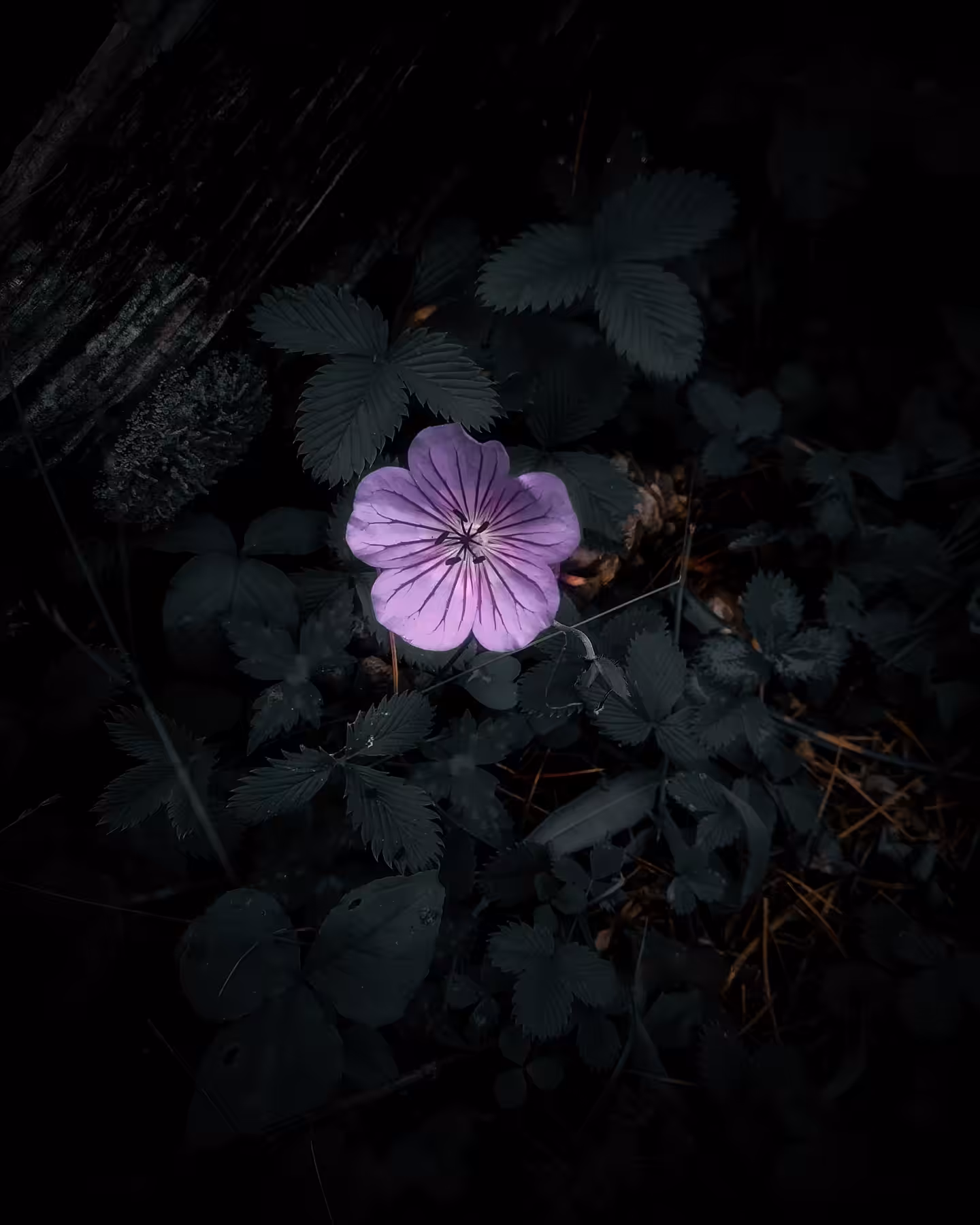 Geranium 