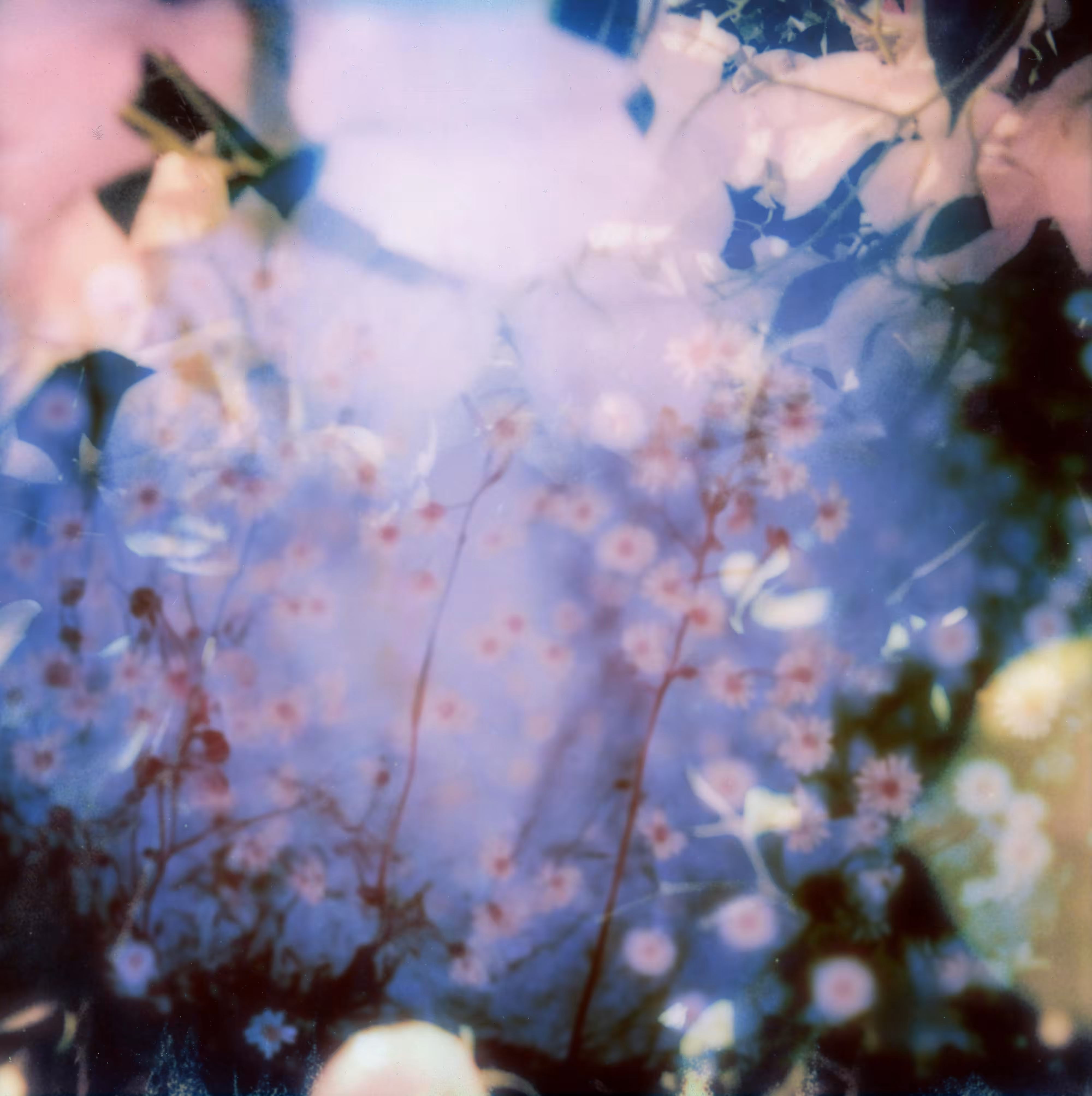 Void Blossom