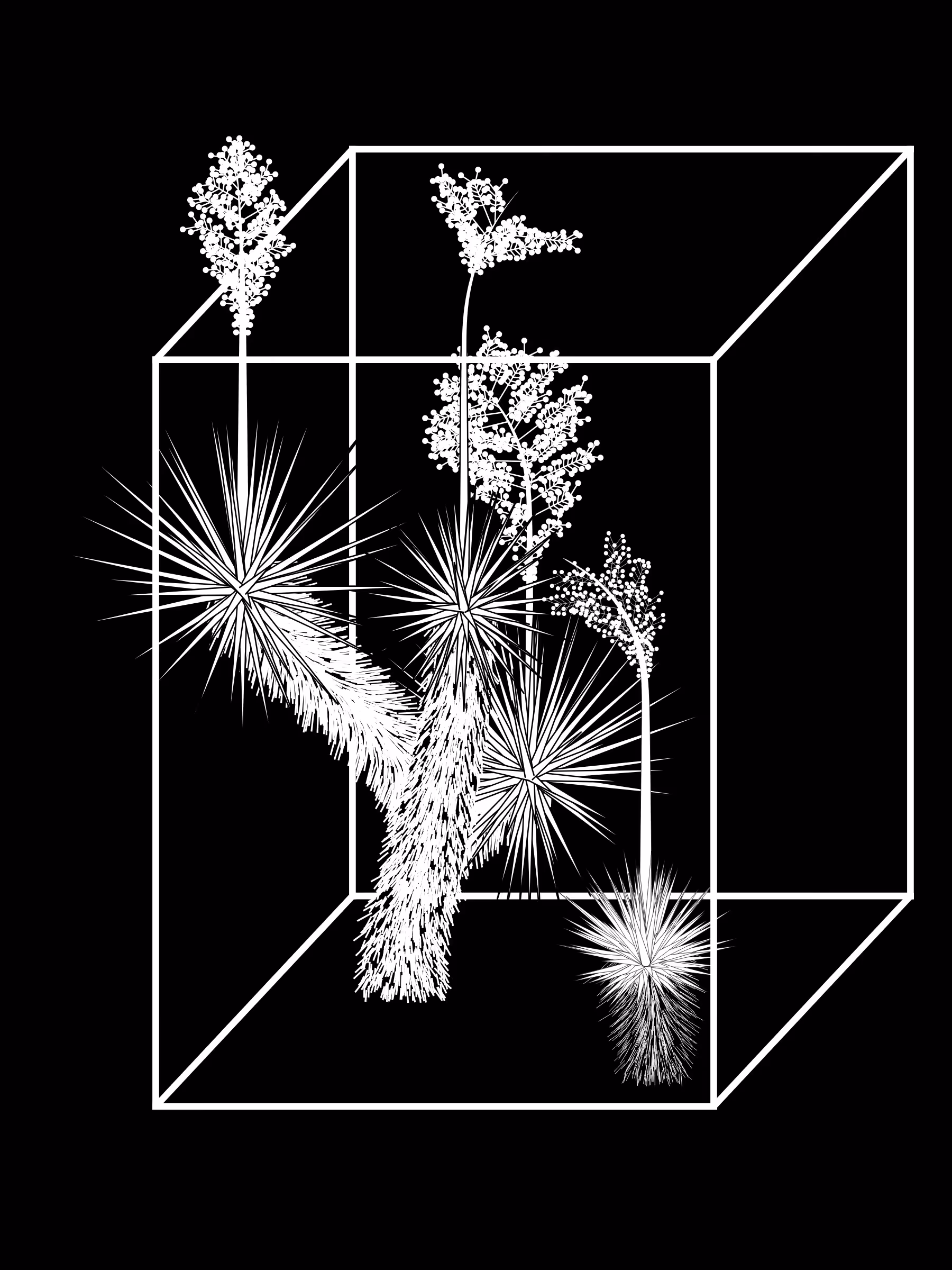Marfa Yucca #127