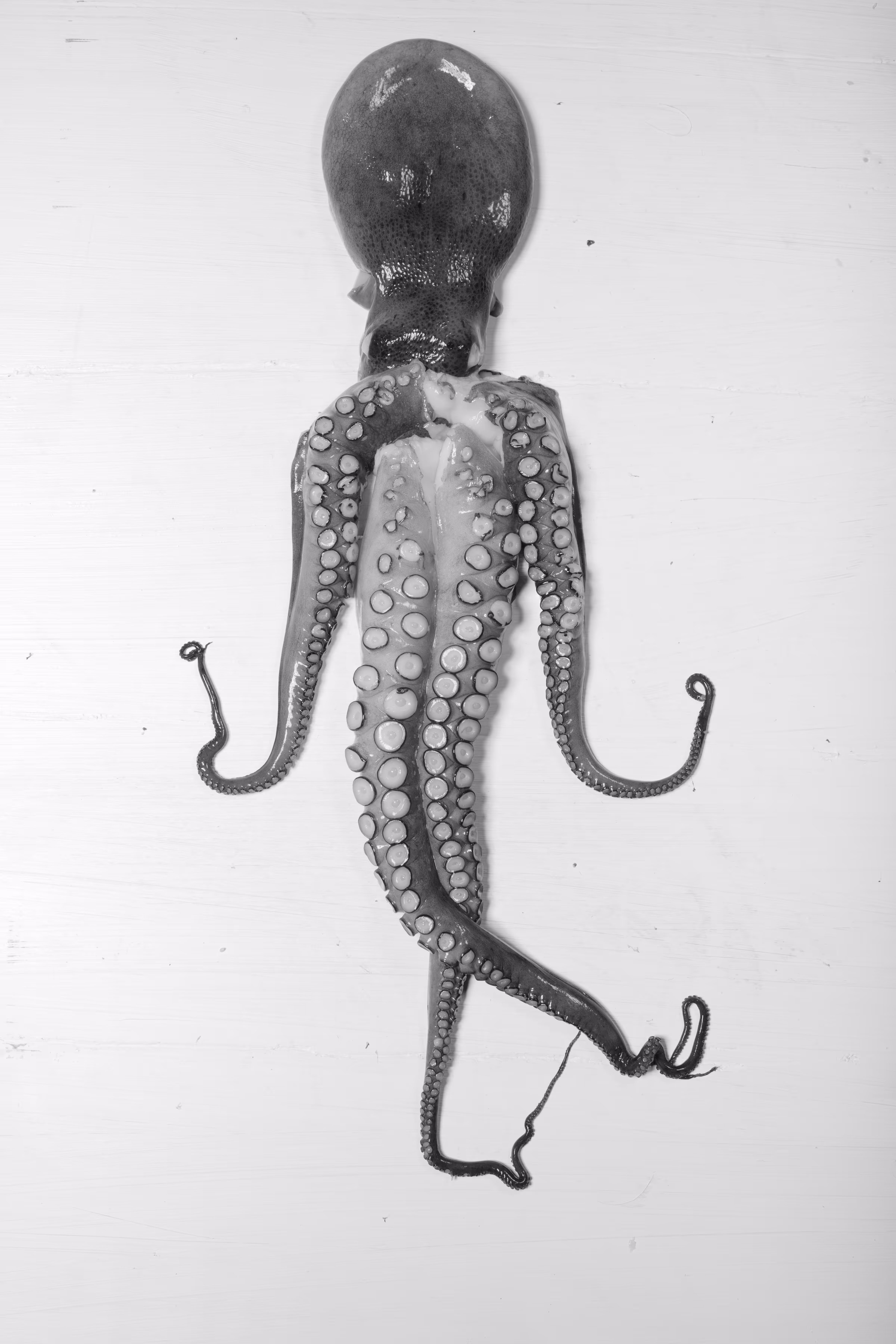 THE DANCING OCTOPUS