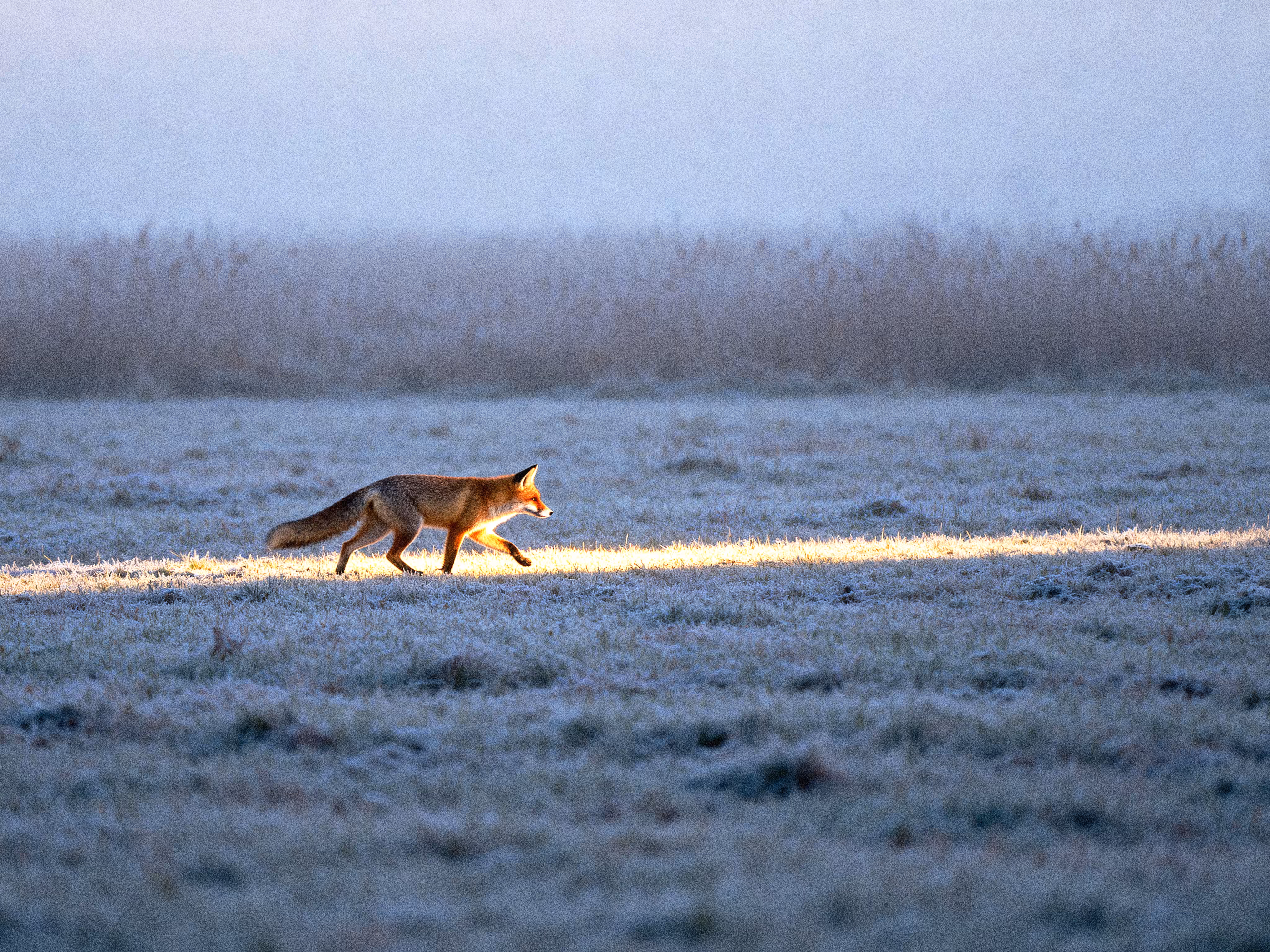 Dawn Hunter