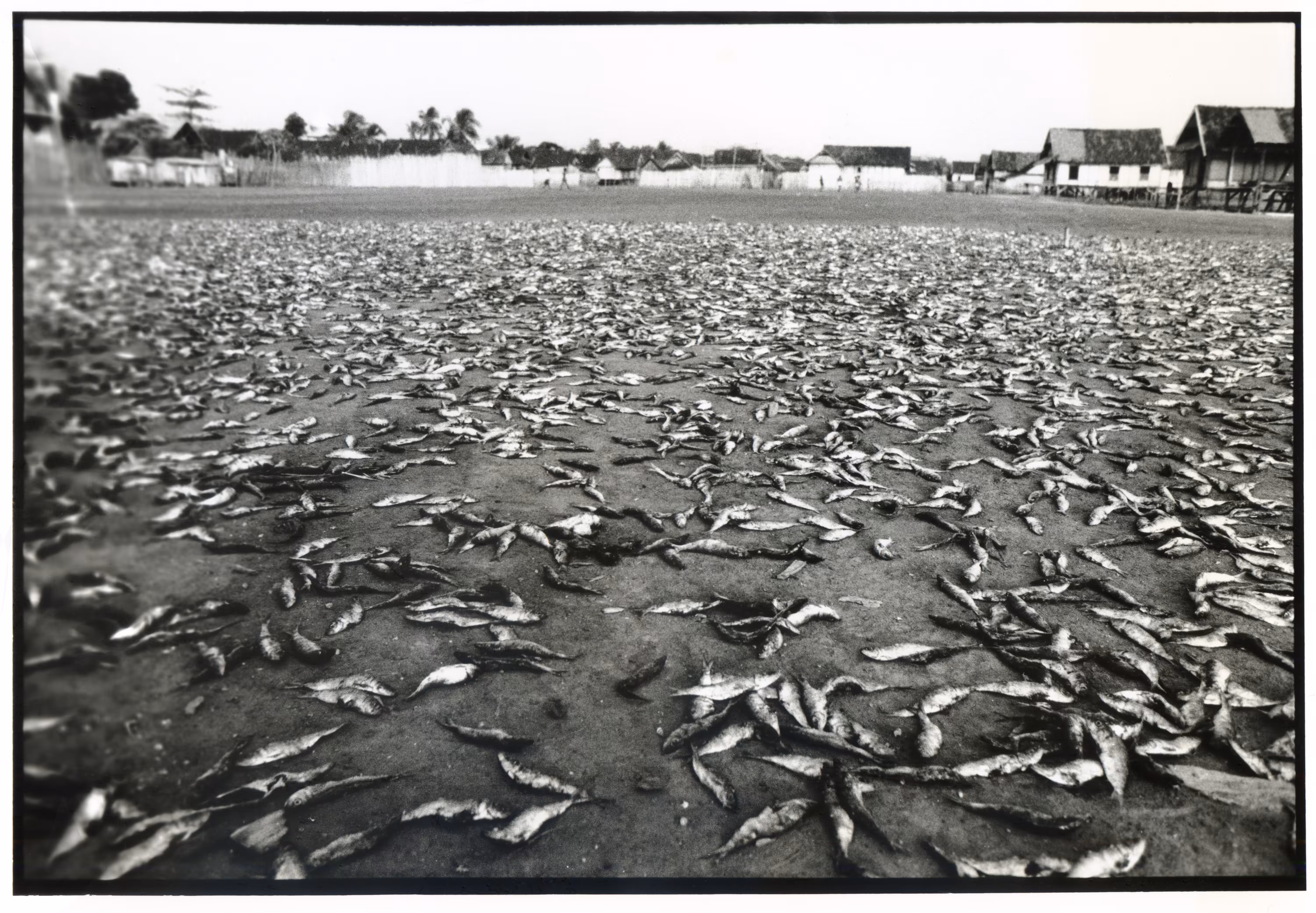 Untitled fish, Indonesia