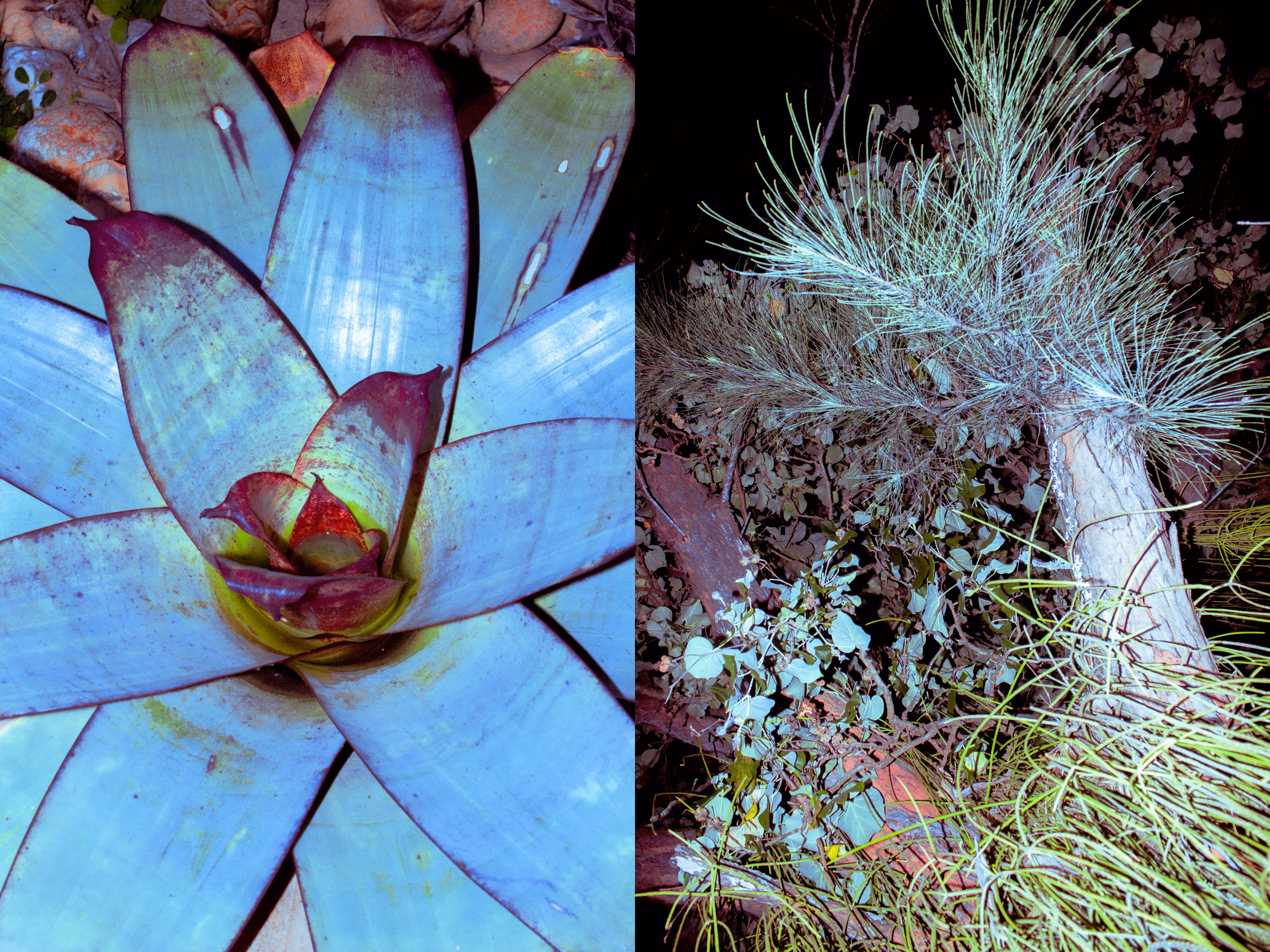 A Study In Nature n.4