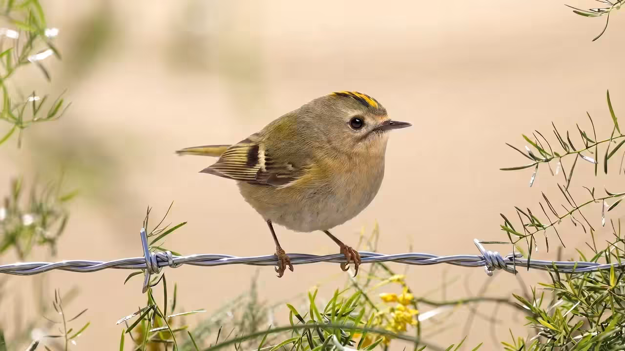 Birds Observations: Glint, In the Tangle