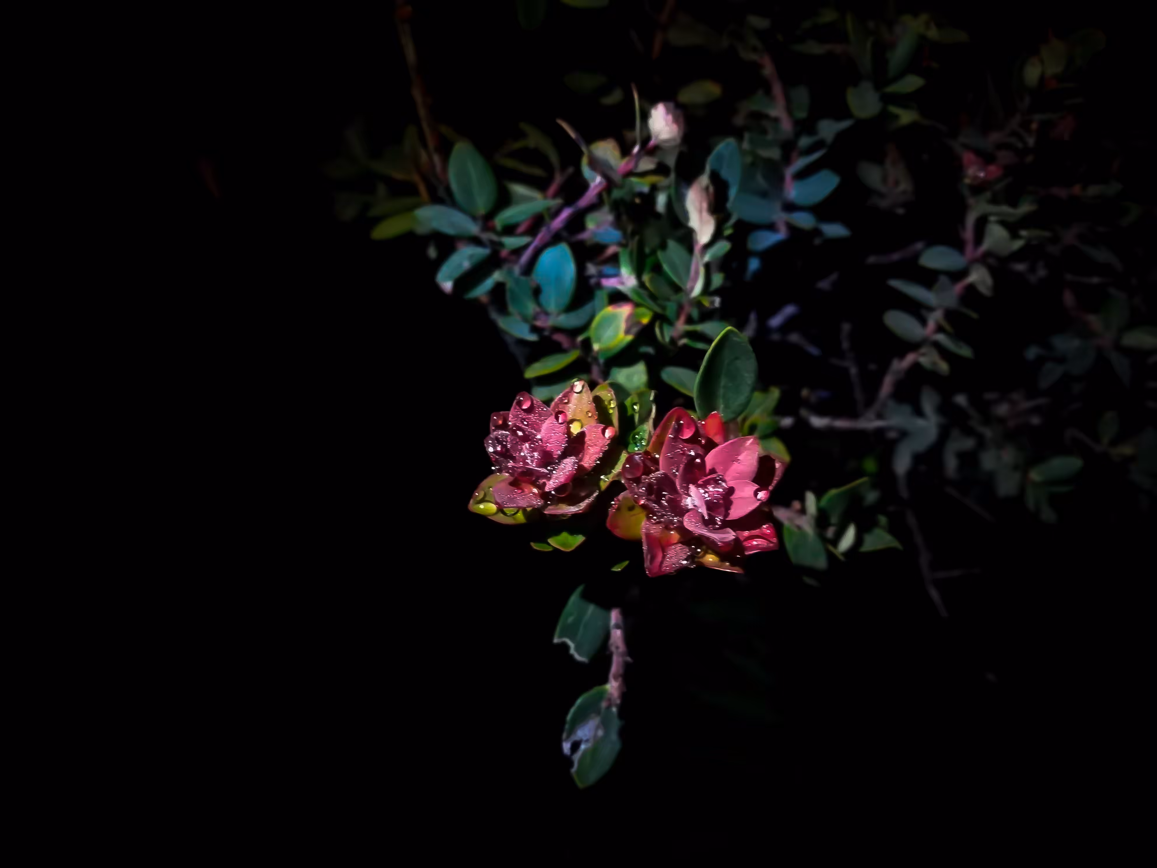 Flower in the night