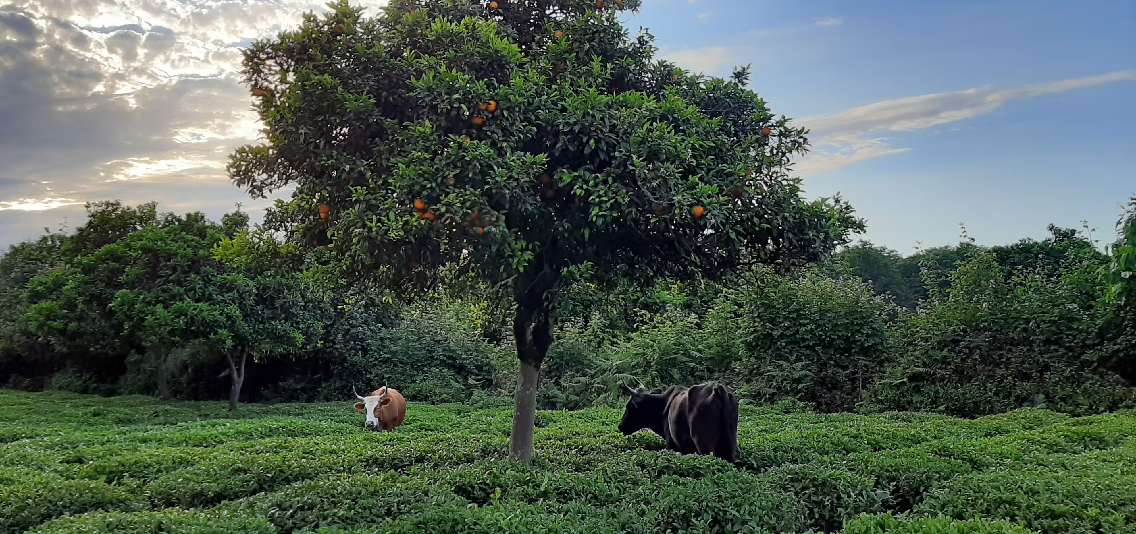 Eternal Shaman