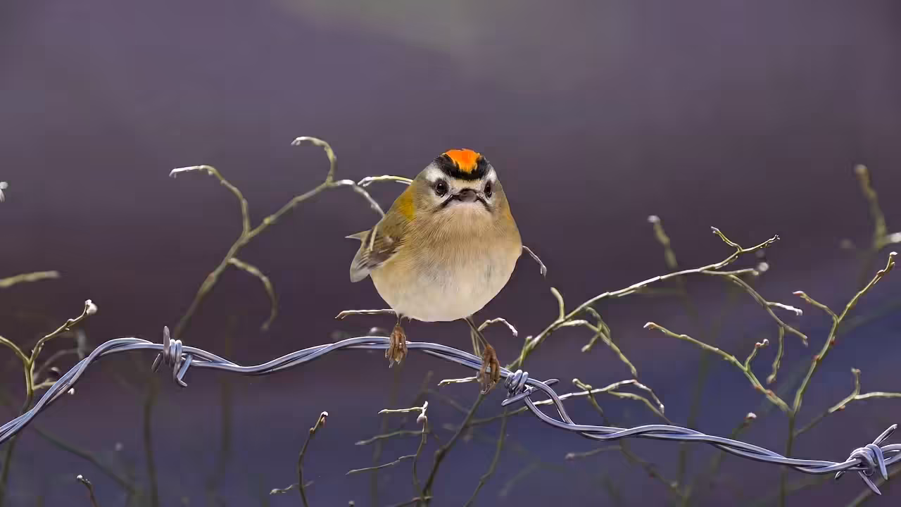 Songly, The Last Light