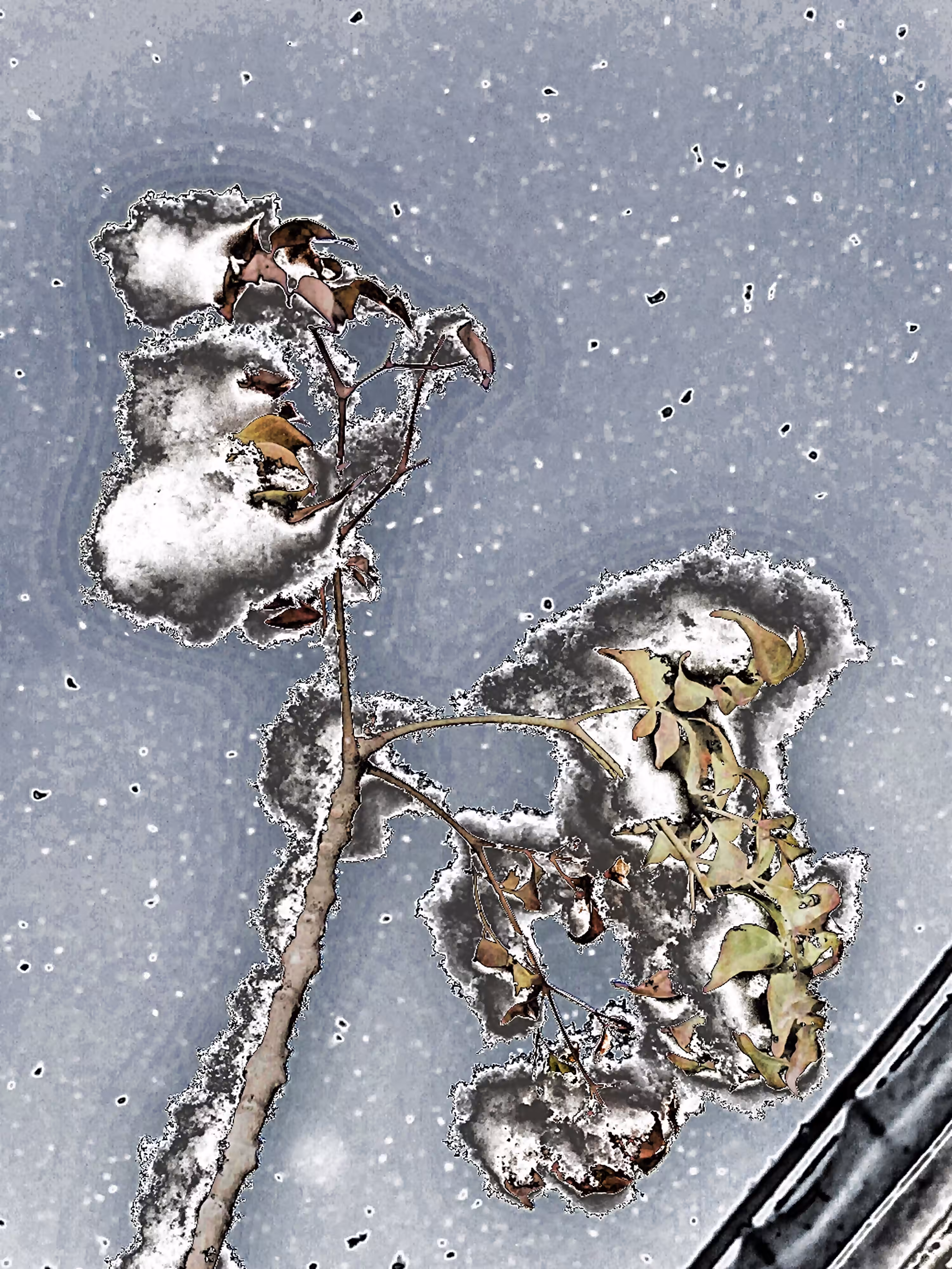 Snow
