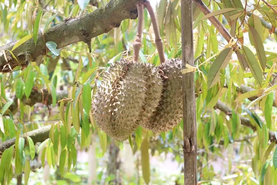 Durian