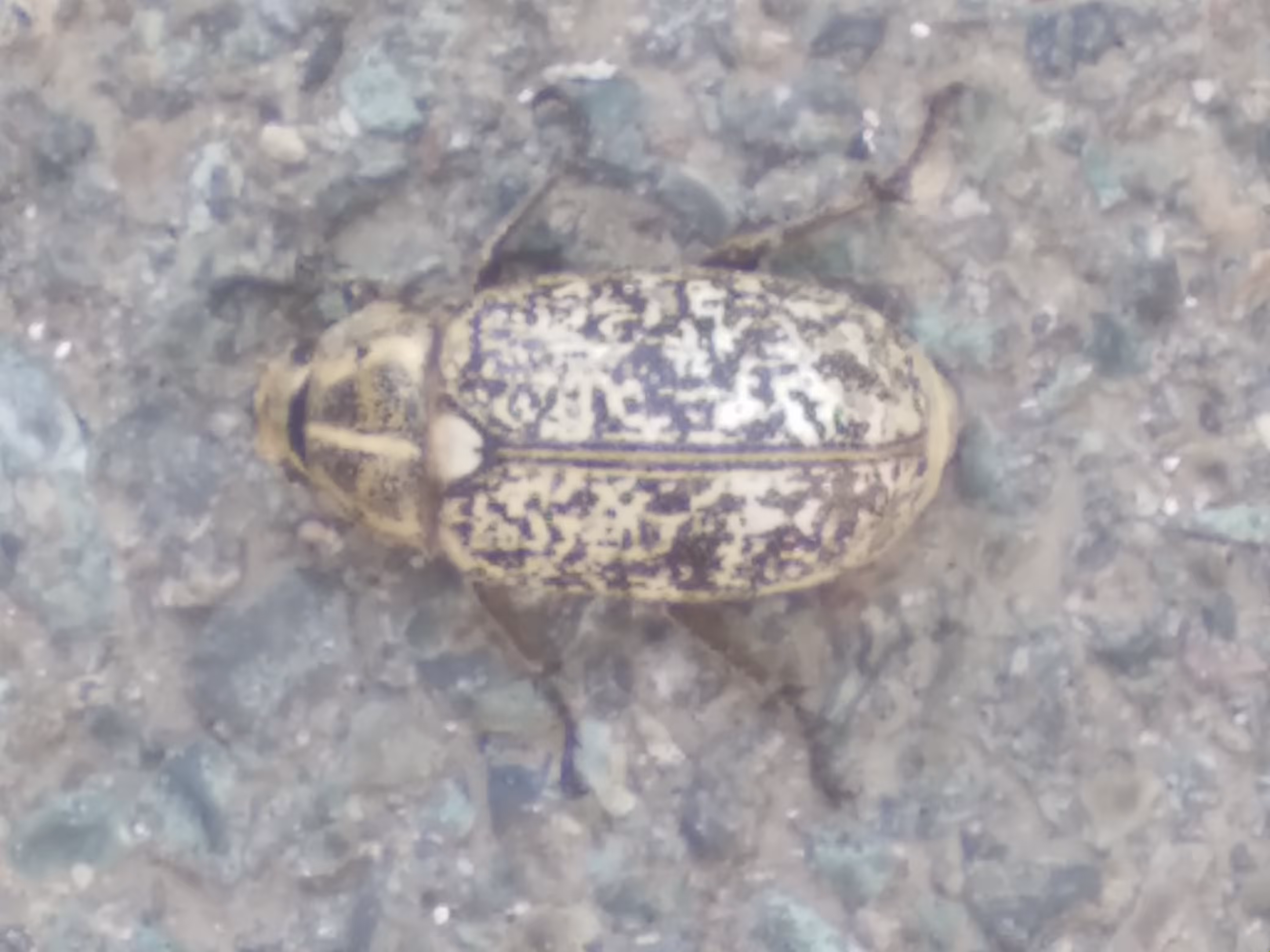 beautiful insect