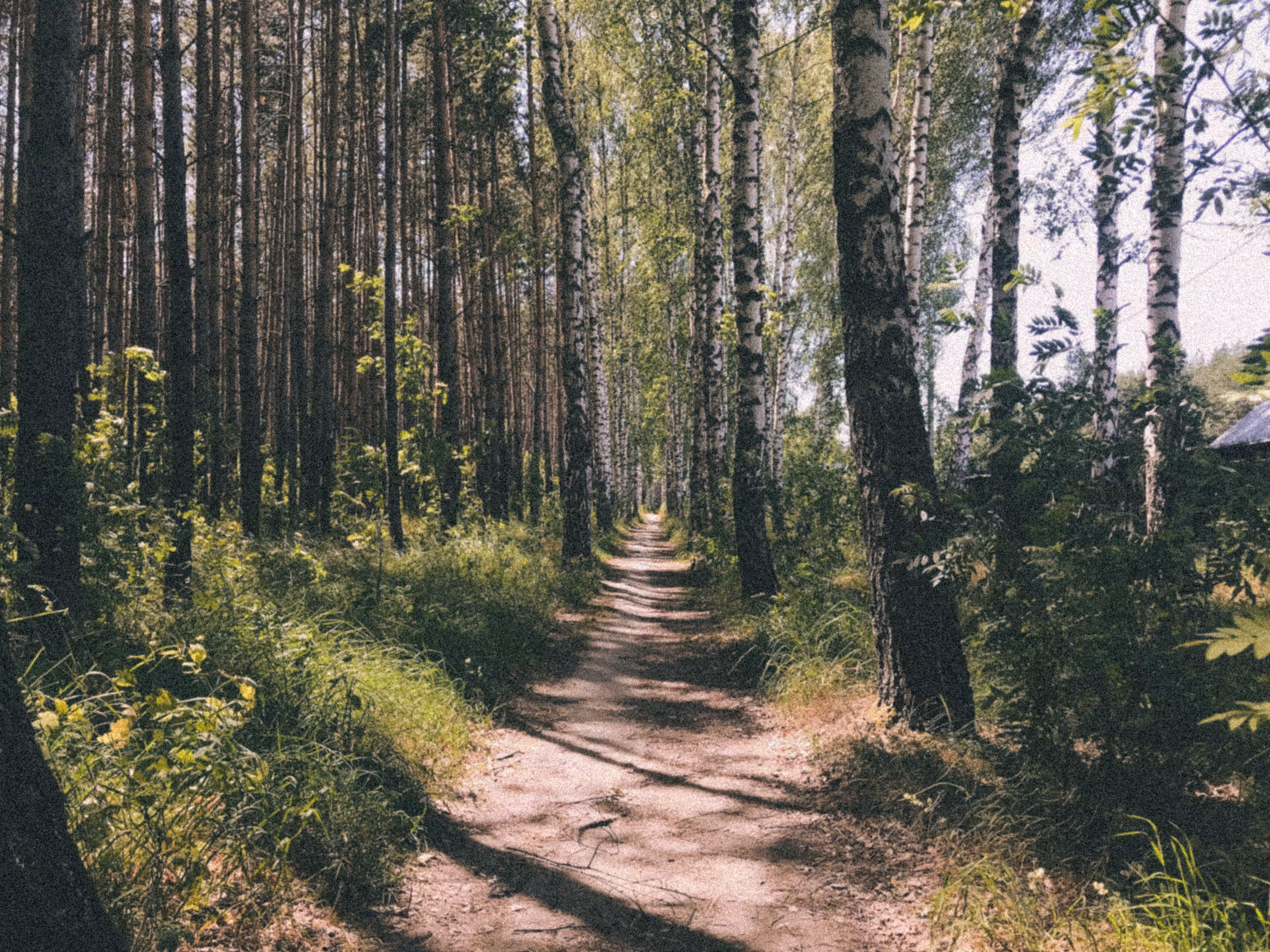 Path in the forest