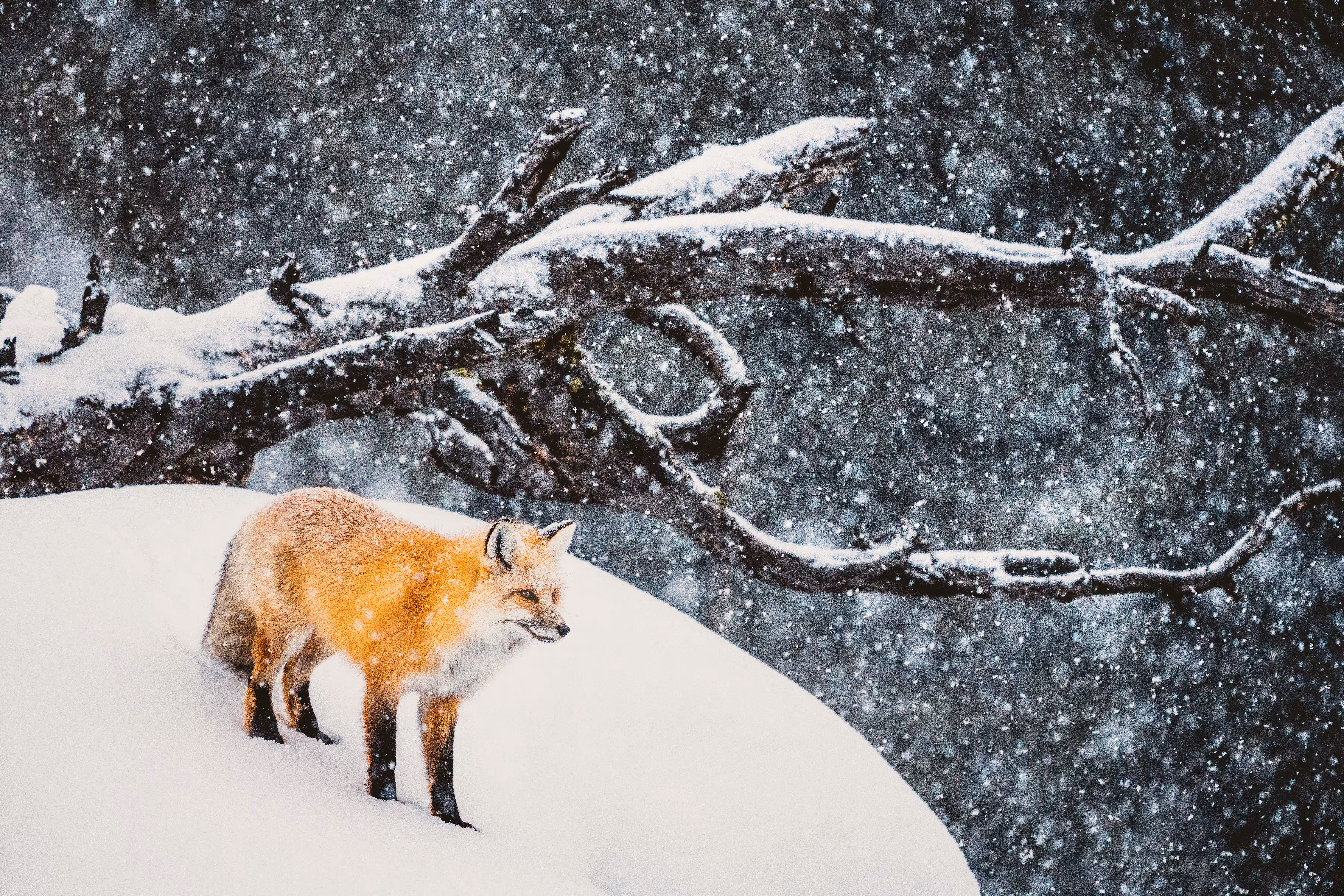 Winter Wonderland