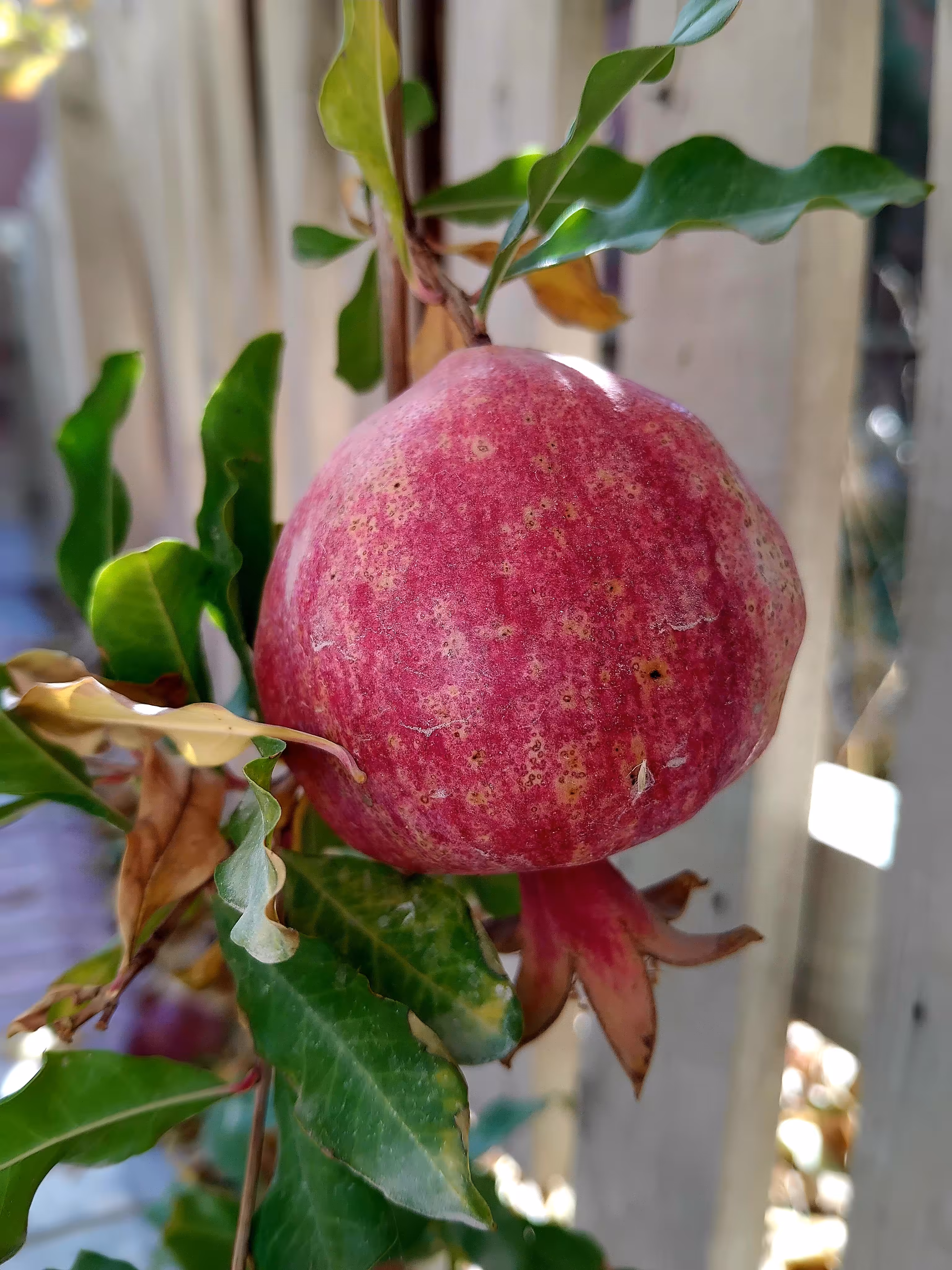 Pomegranate