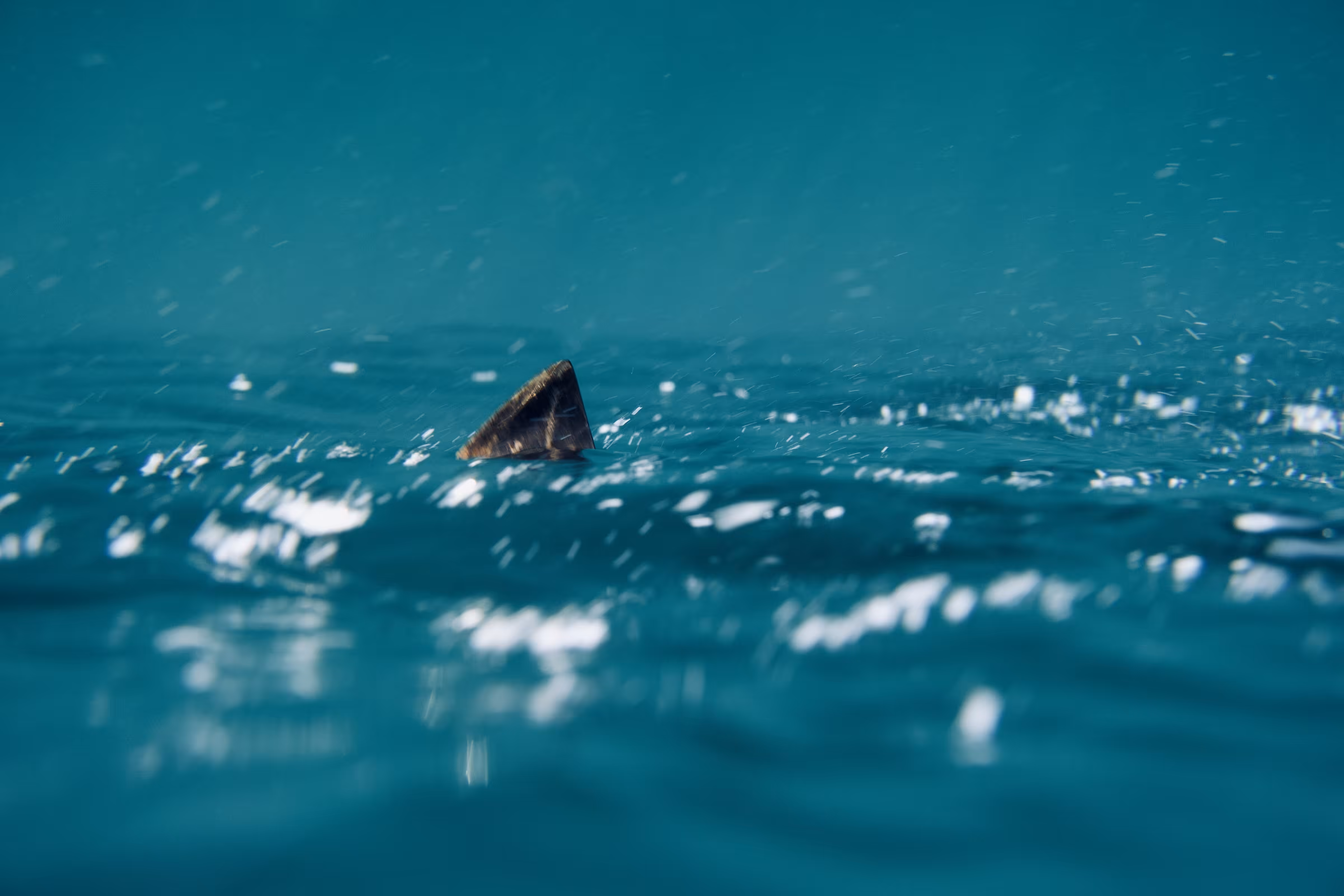 Red Sea 01