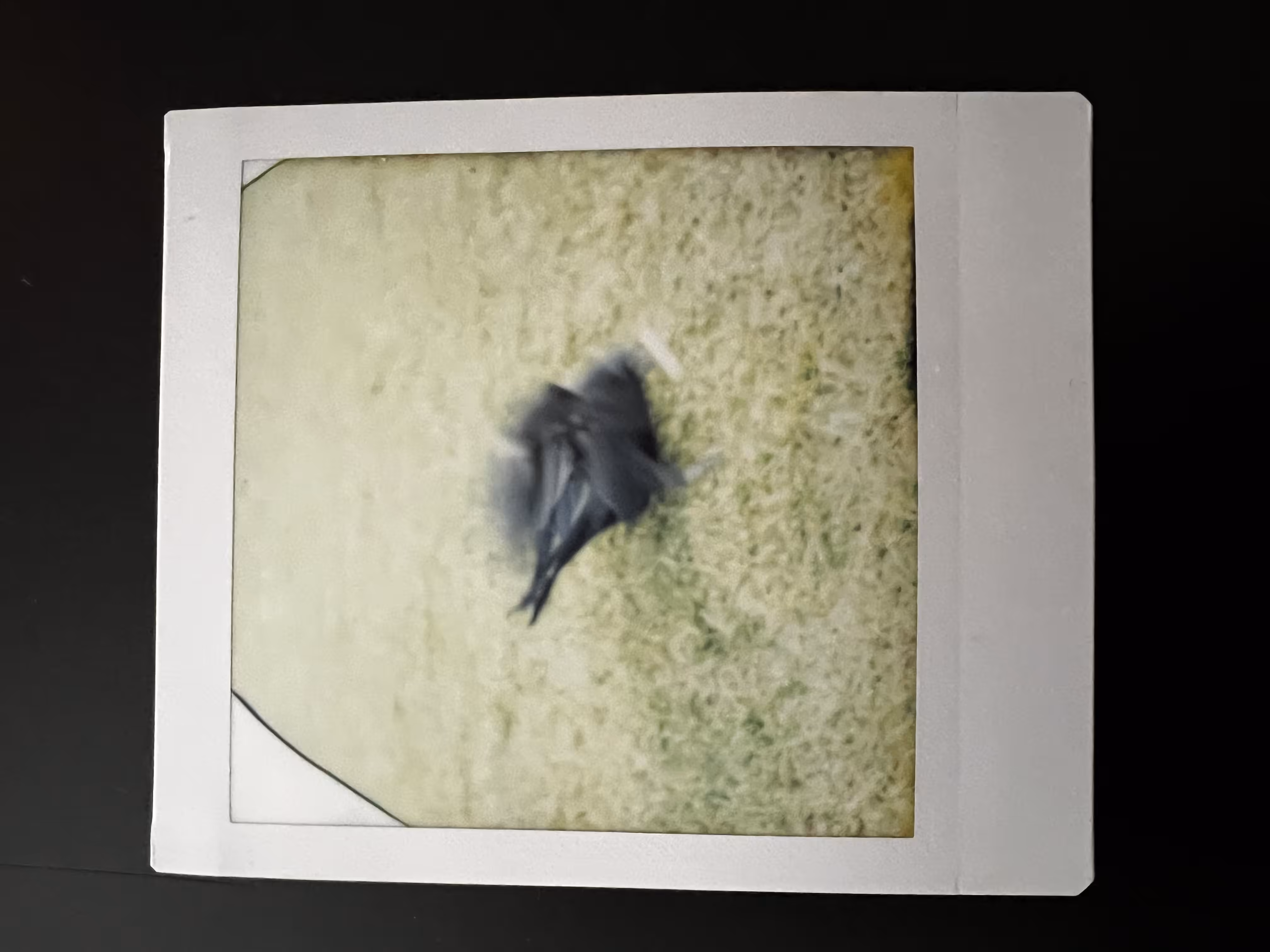 Rodeo posts: Crowlaroid 5