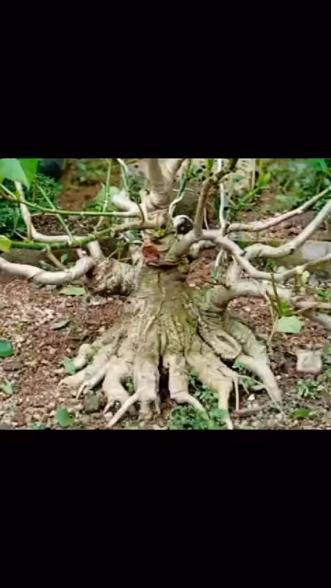 video bonsai 1