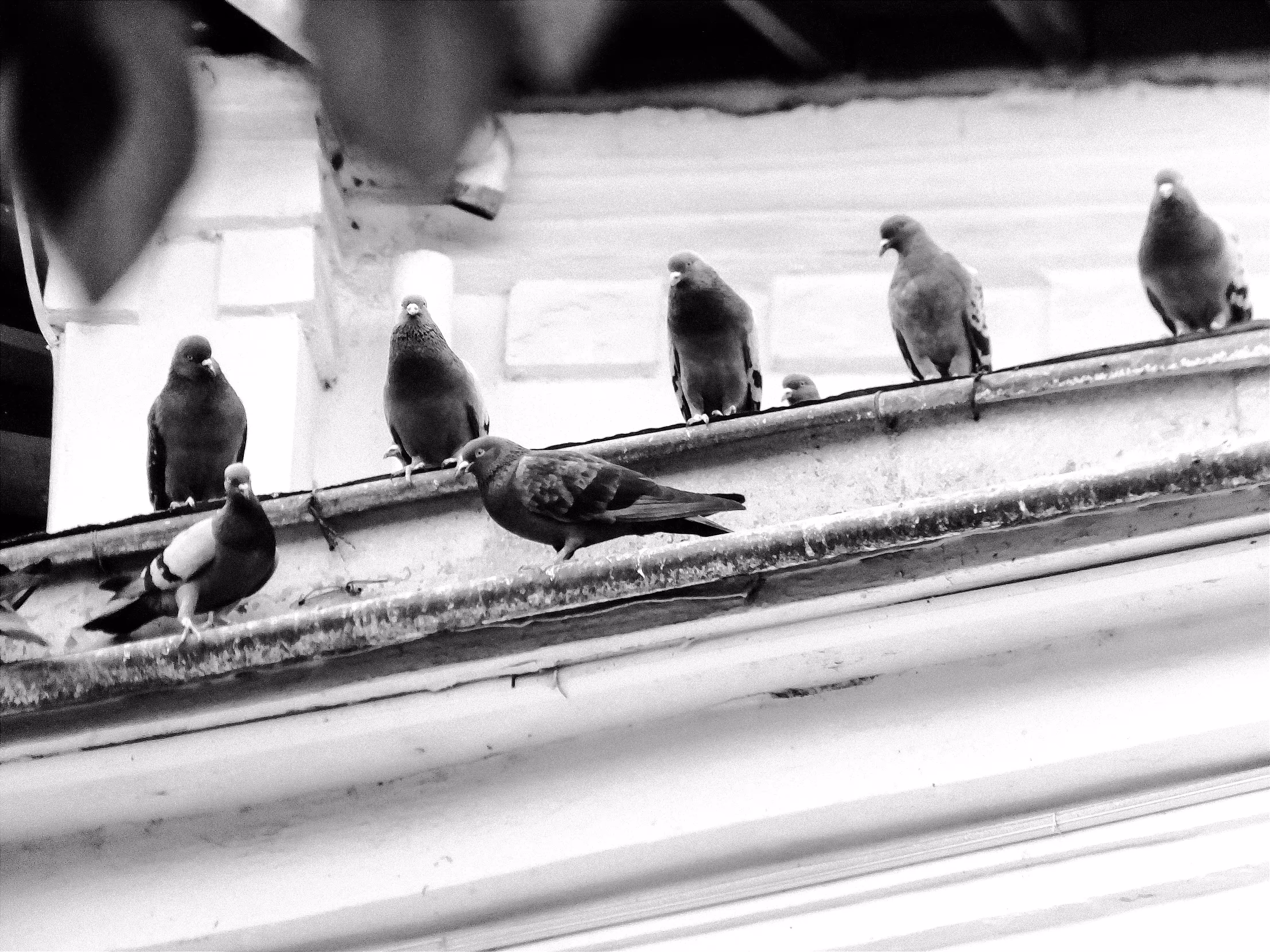 Feathered Chorus
