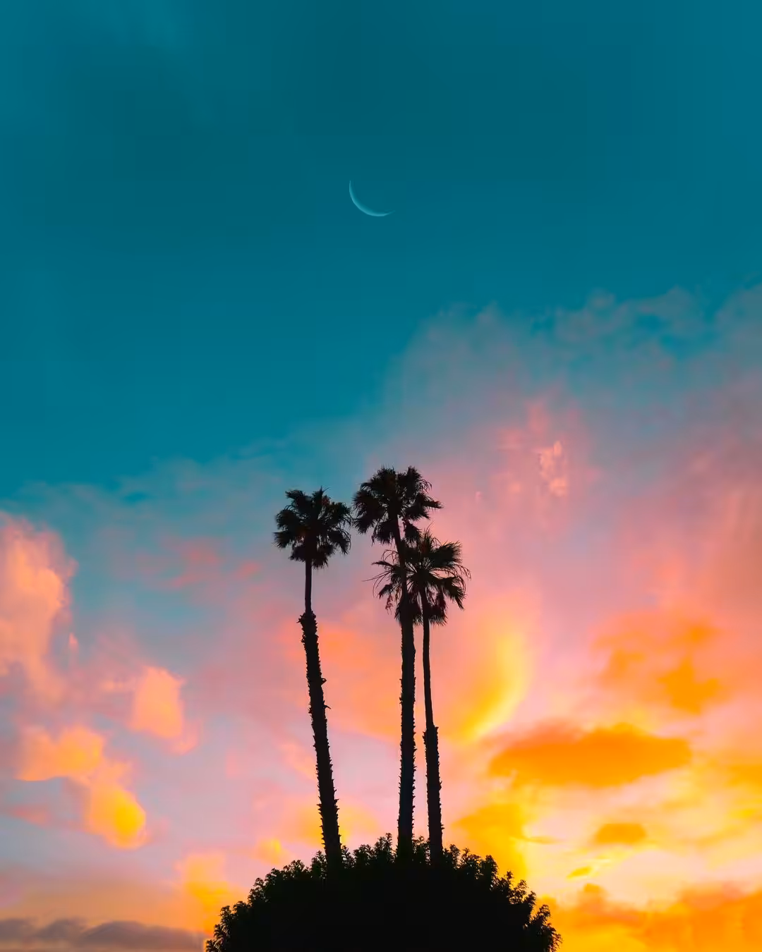 California Palms: #021