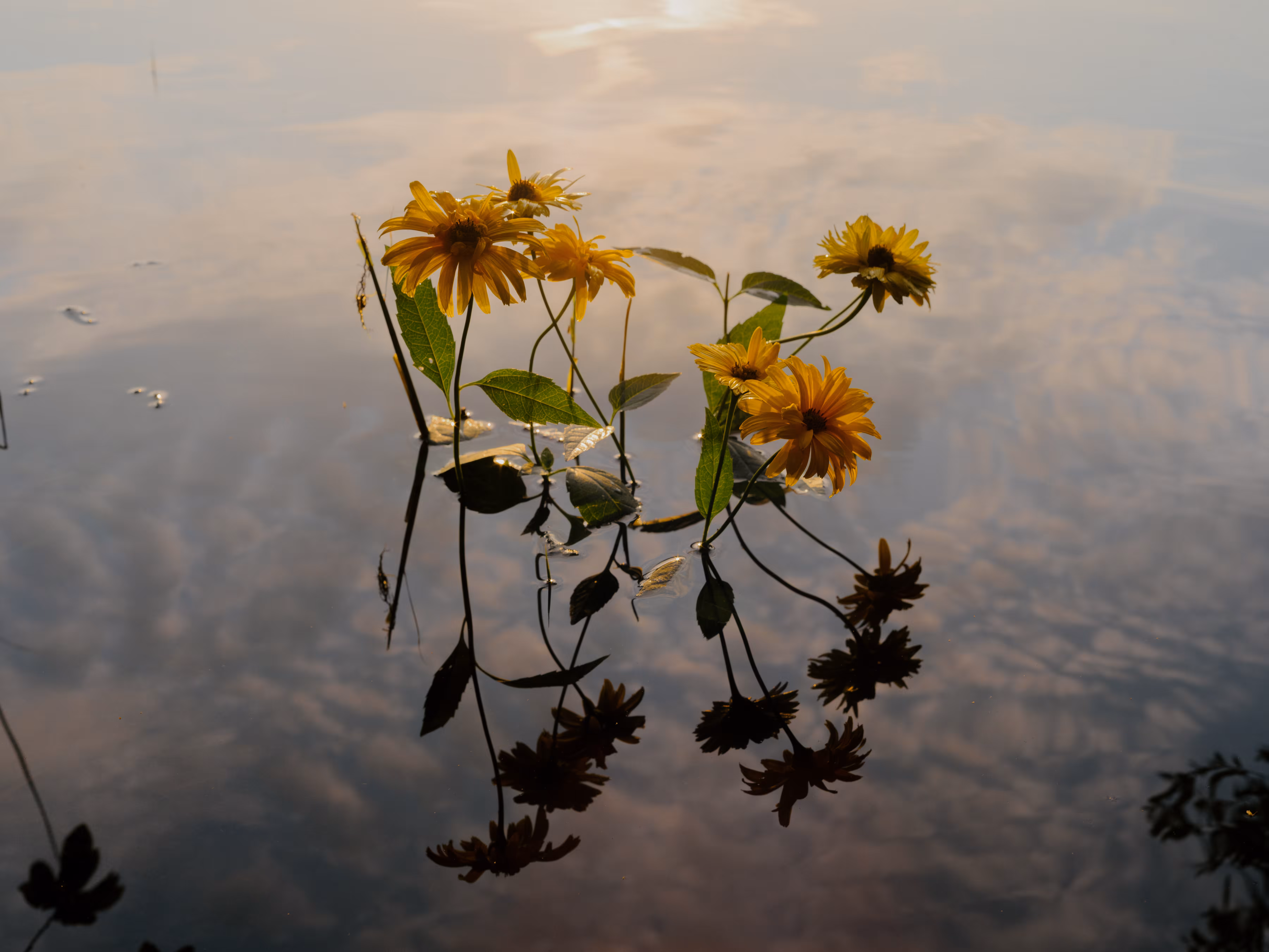 Daydreams #1