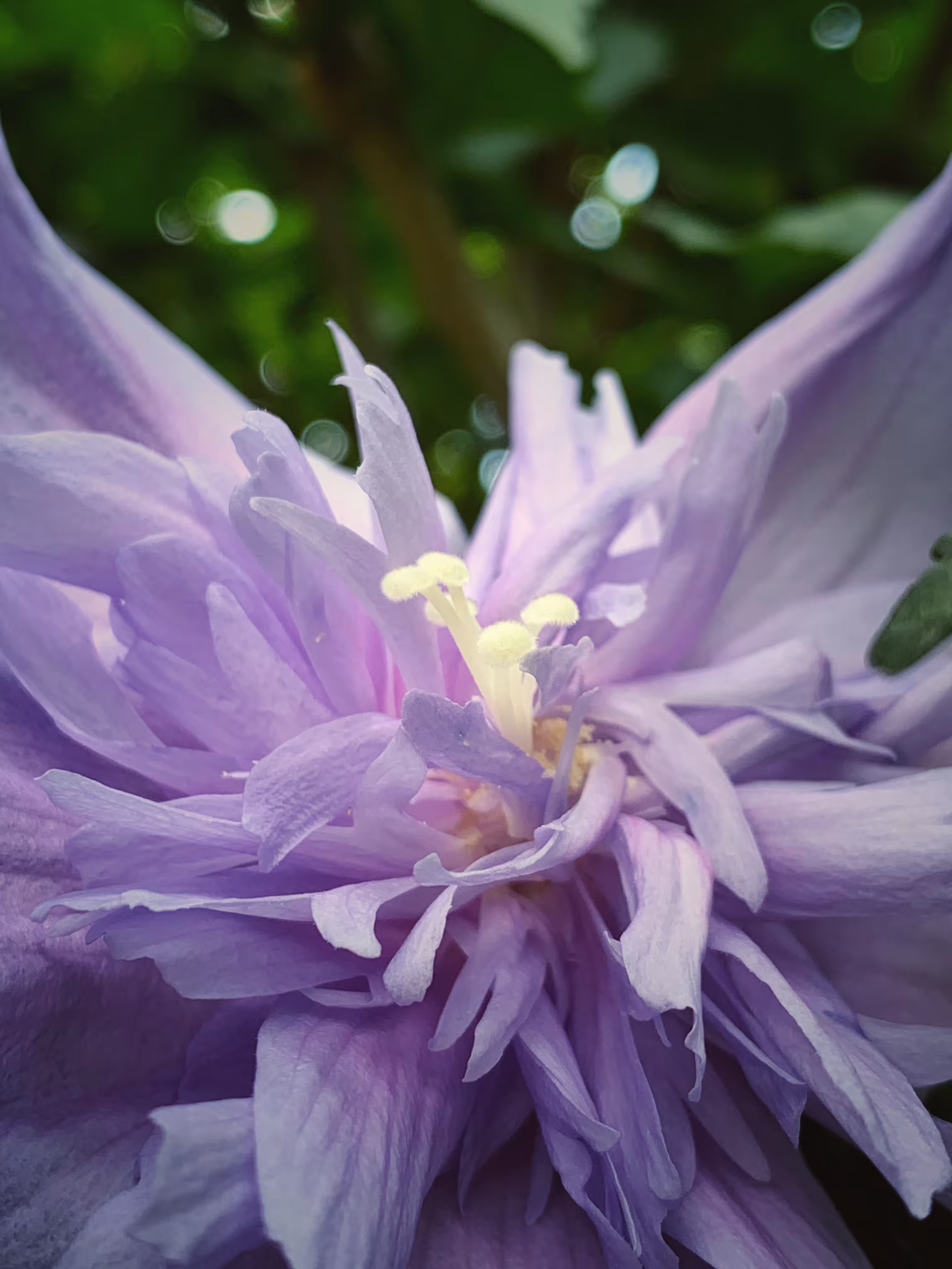 Purple Explosion