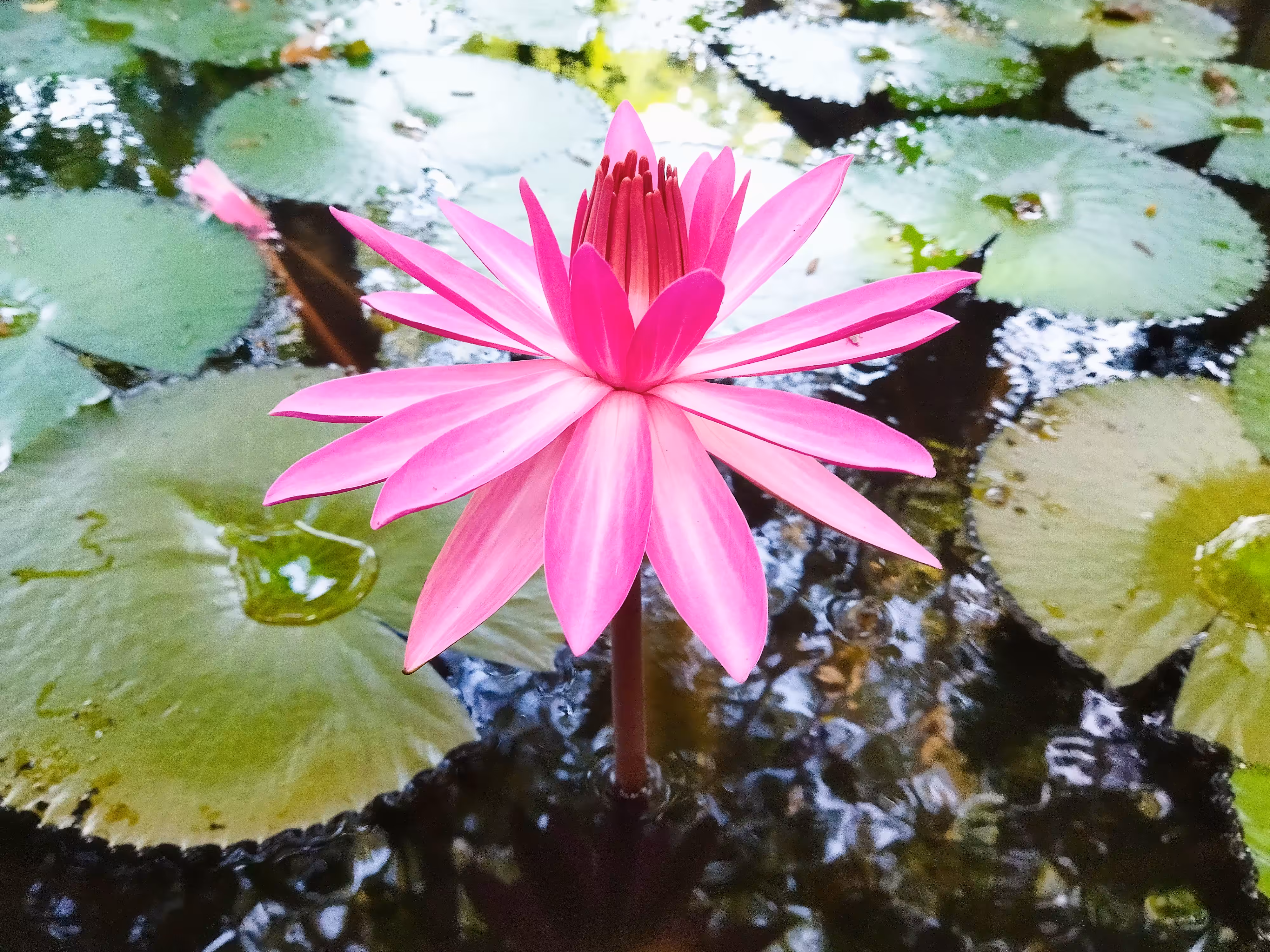 Divine Lotus 