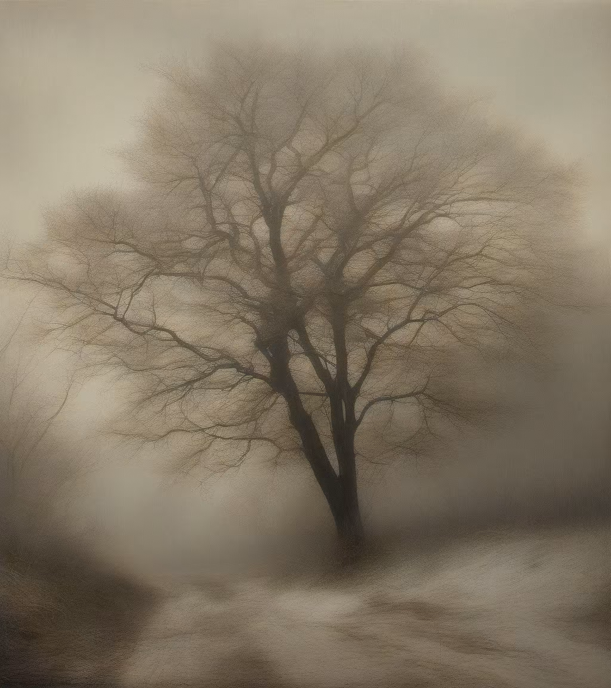Tree Studies #24